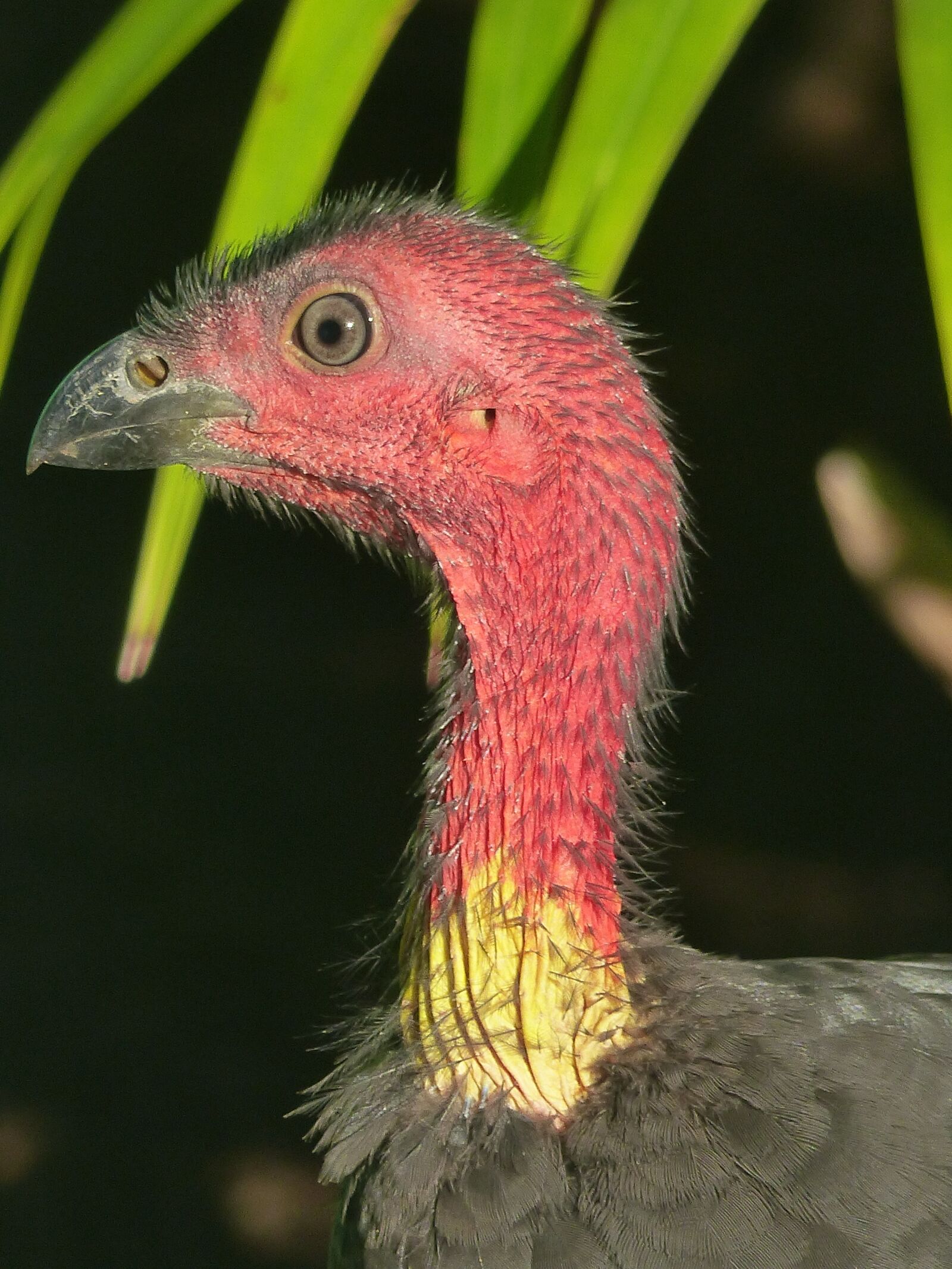Panasonic Lumix DMC-FZ200 sample photo. Australian turkey, animal, bird photography