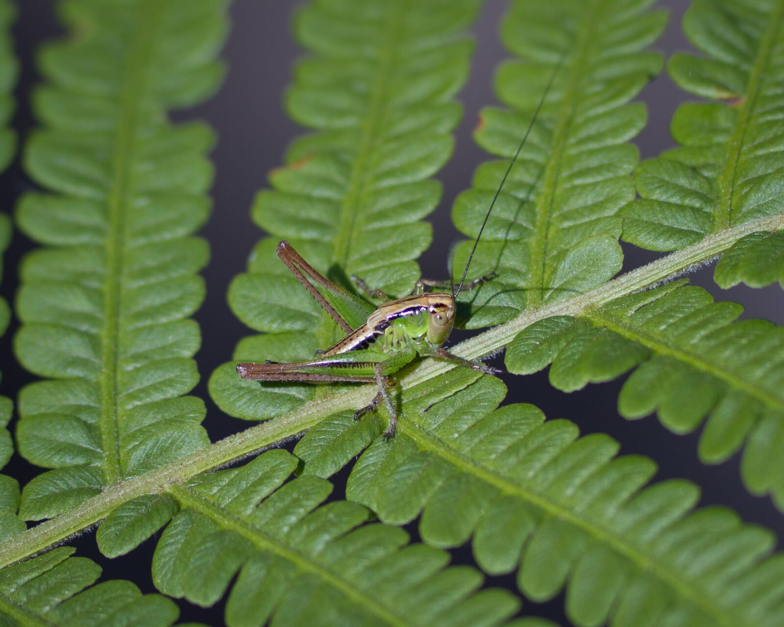 Canon EF 300mm F4L IS USM sample photo. Grasshopper, insect, nature photography