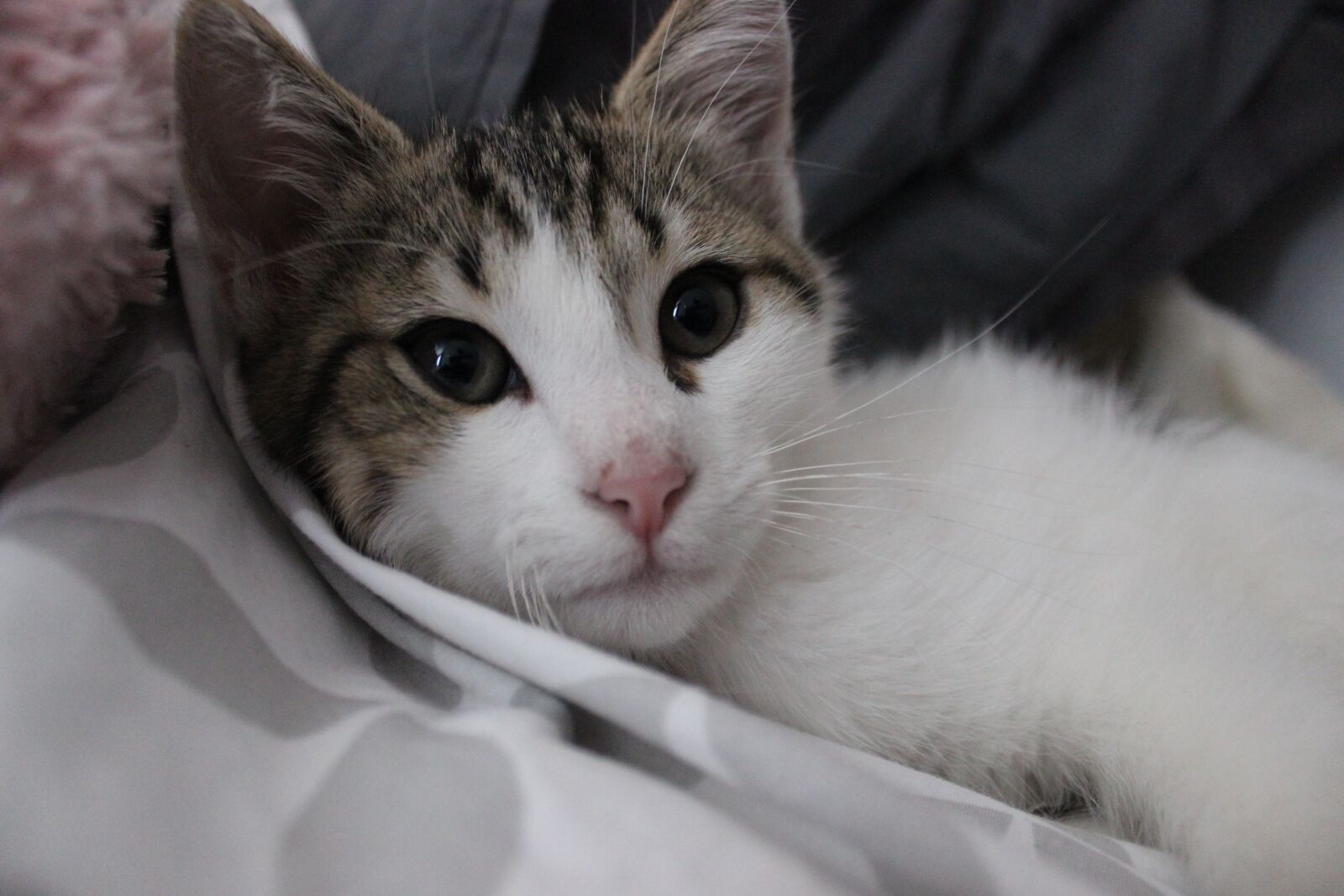 Canon EOS 600D (Rebel EOS T3i / EOS Kiss X5) sample photo. Cat, cute, fart photography