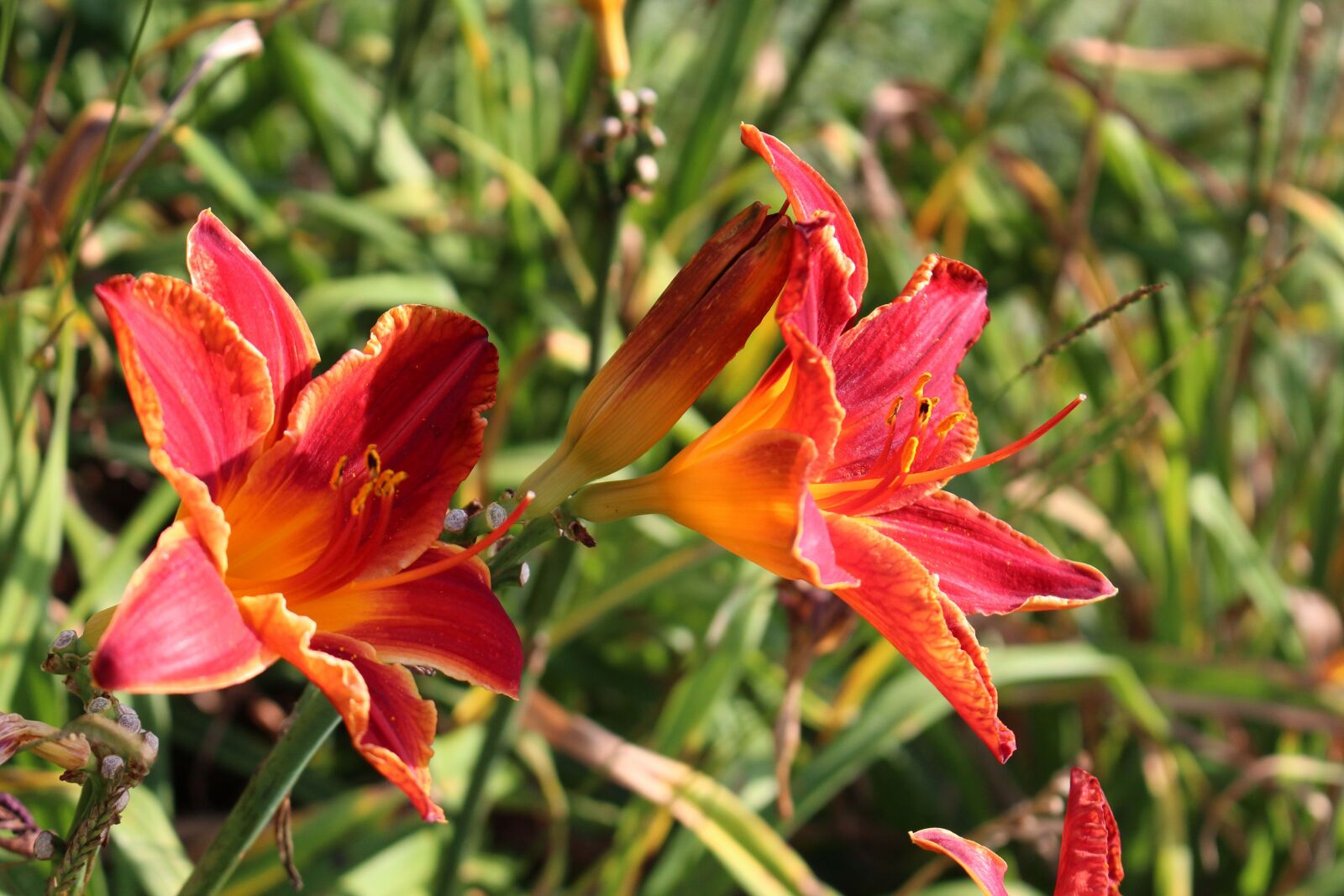 Canon EOS 700D (EOS Rebel T5i / EOS Kiss X7i) sample photo. Daylilies, day lilies, flower photography