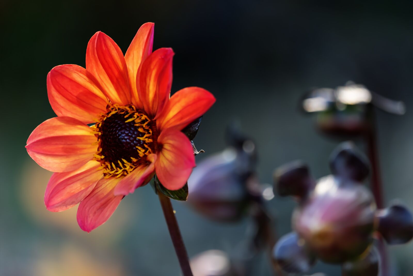 Fujifilm XF 55-200mm F3.5-4.8 R LM OIS sample photo. Dahlia, flower, blossom photography
