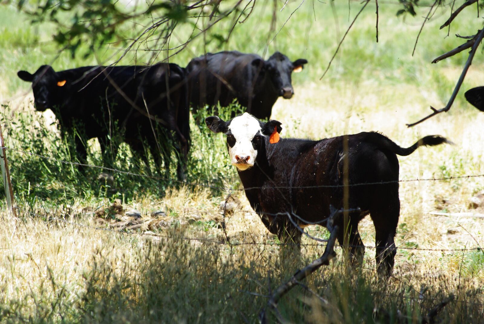 Pentax K200D sample photo. Cows, bovines, cattle photography