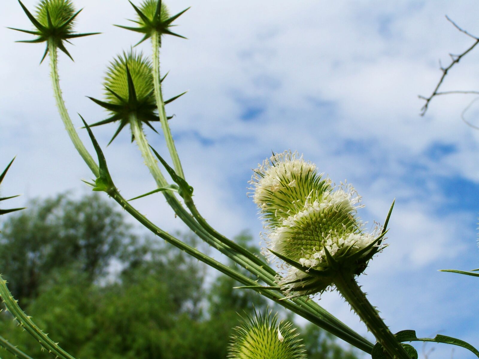 Kodak EASYSHARE ZD710 ZOOM DIGITAL CAMERA sample photo. Milk thistle, wildflower, agra photography