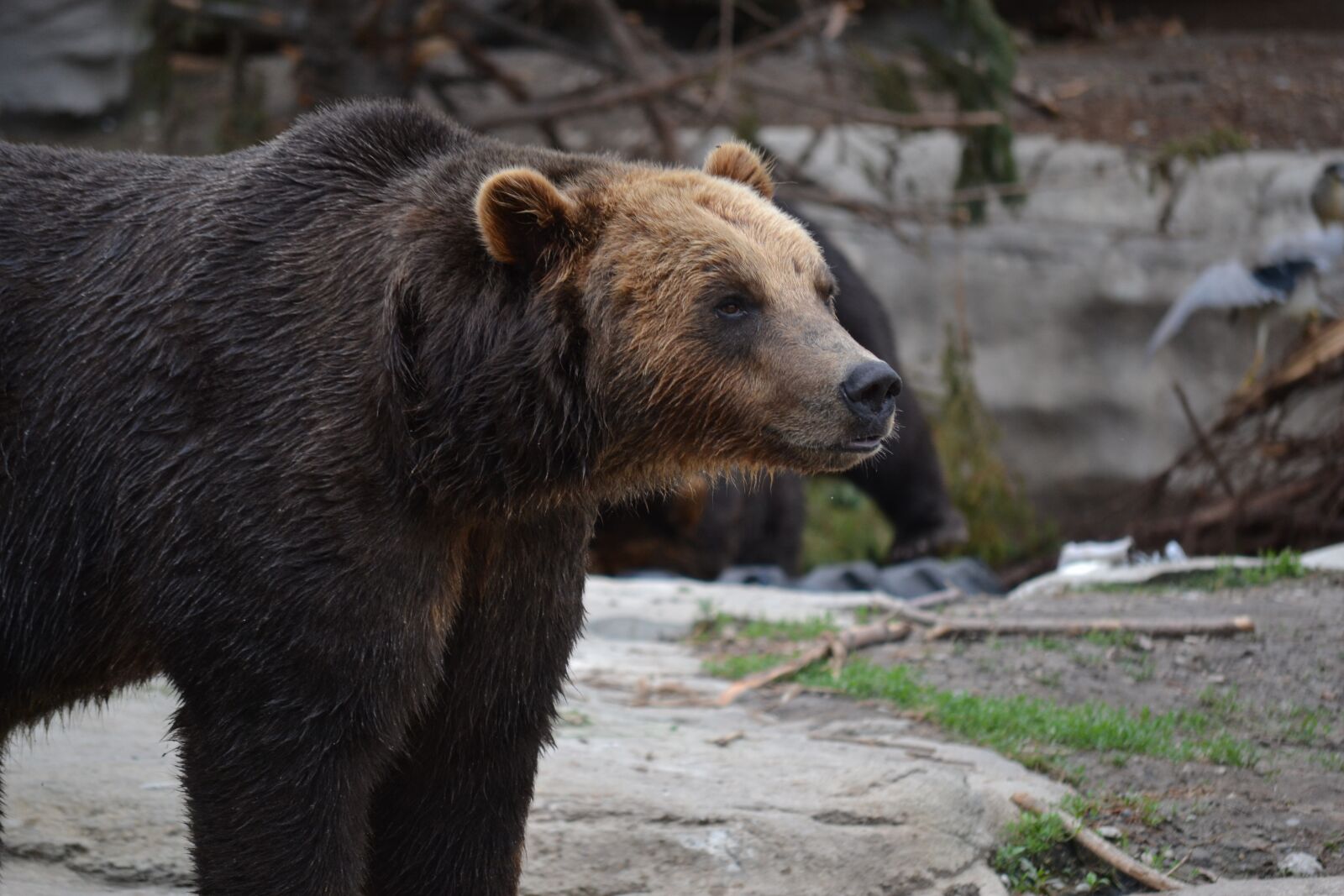 Nikon D3100 sample photo. Bear, big, wild photography