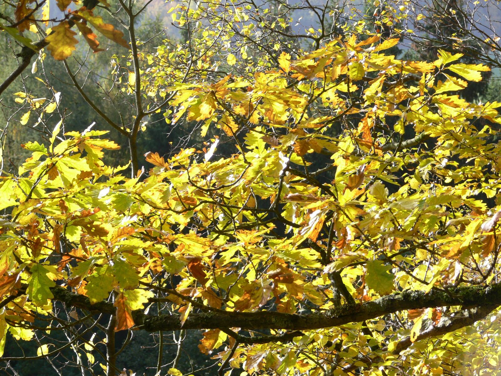 Panasonic DMC-FZ30 sample photo. Branch, tree, oak photography