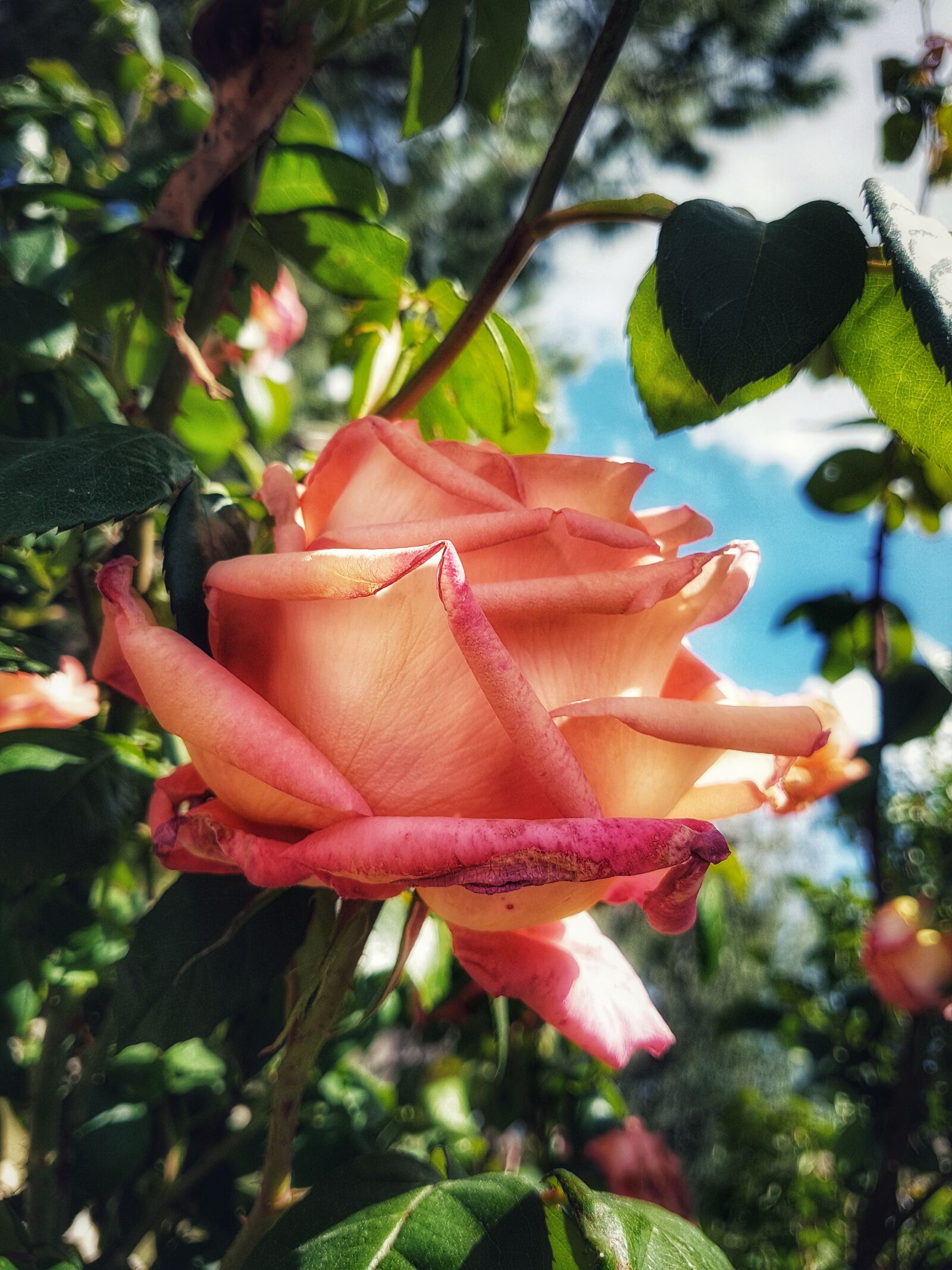 Samsung Galaxy S7 Edge sample photo. Flowers, nature, rosa photography