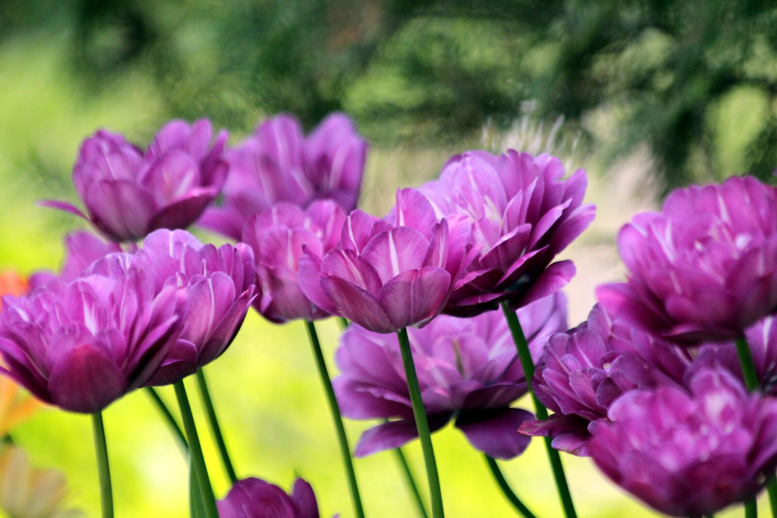Canon EOS 650D (EOS Rebel T4i / EOS Kiss X6i) sample photo. Tulips, flowers, spring photography