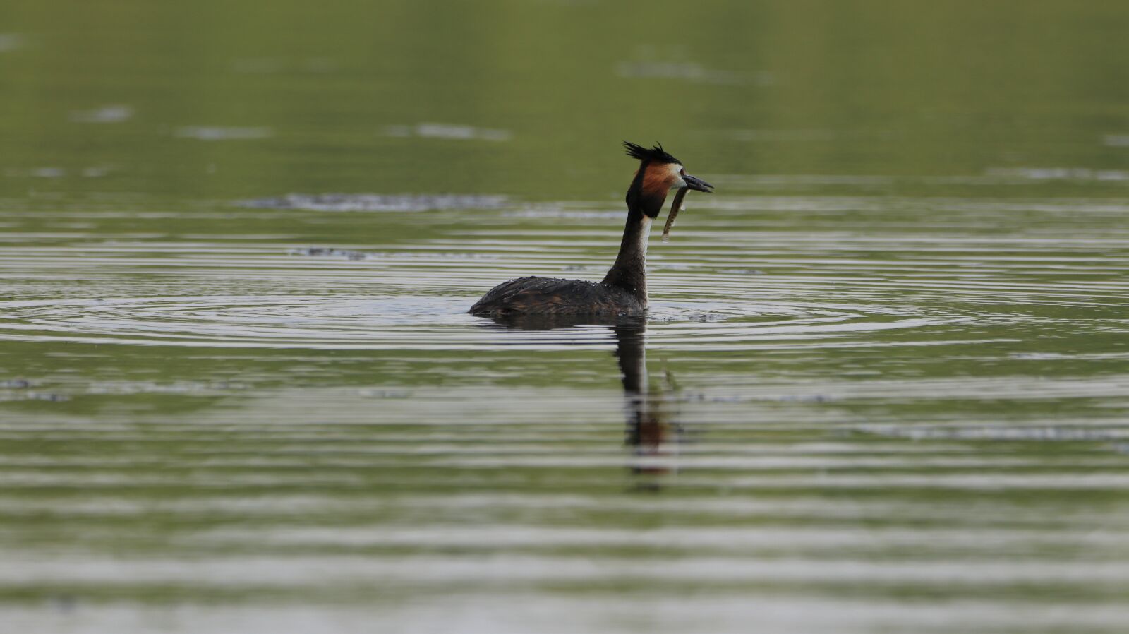 150-600mm F5-6.3 DG OS HSM | Contemporary 015 sample photo. Great crested grebe, lake photography
