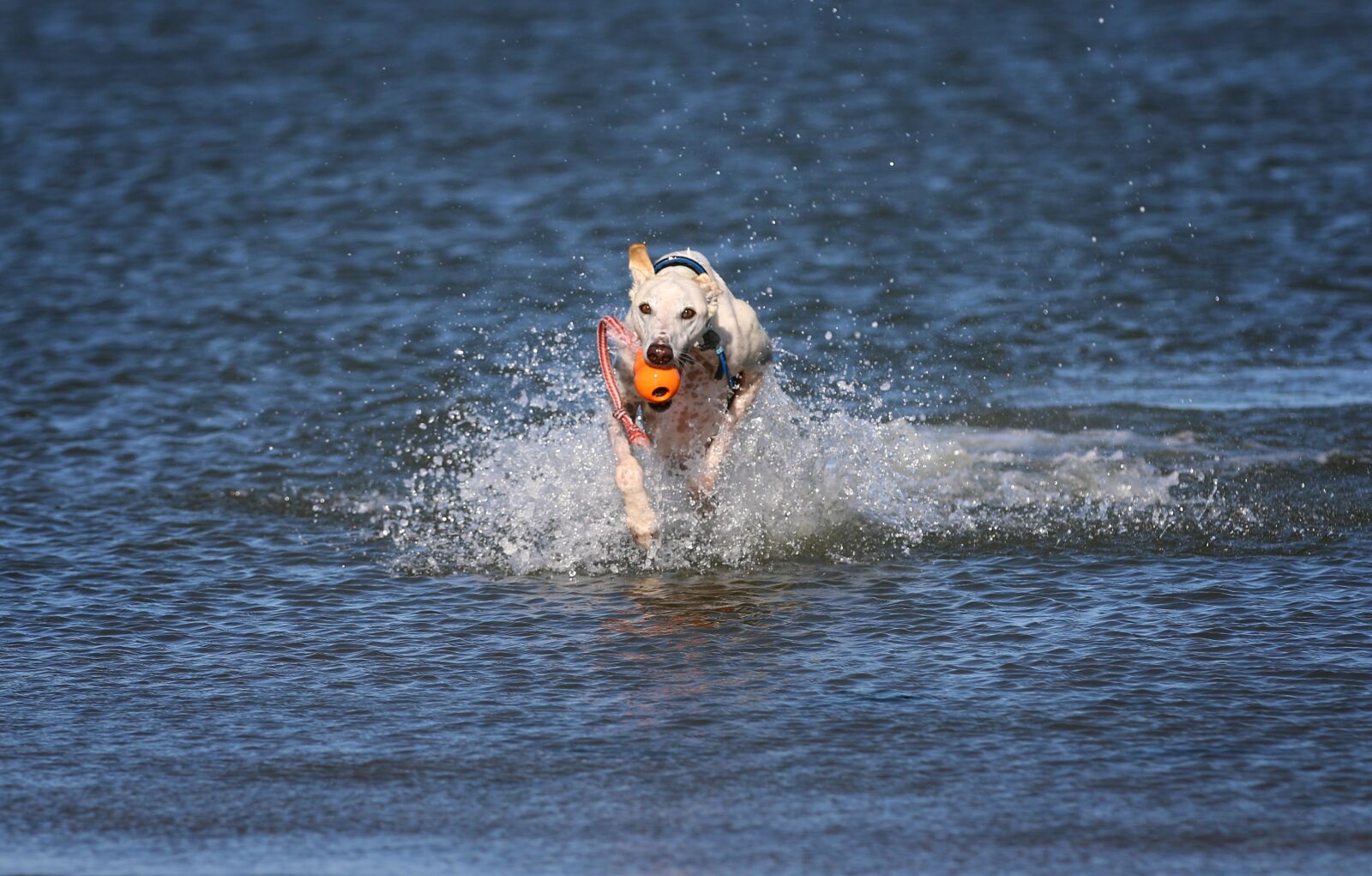 Canon EOS 70D + Canon EF 70-200mm F2.8L IS II USM sample photo. Galgo, greyhound, sea photography