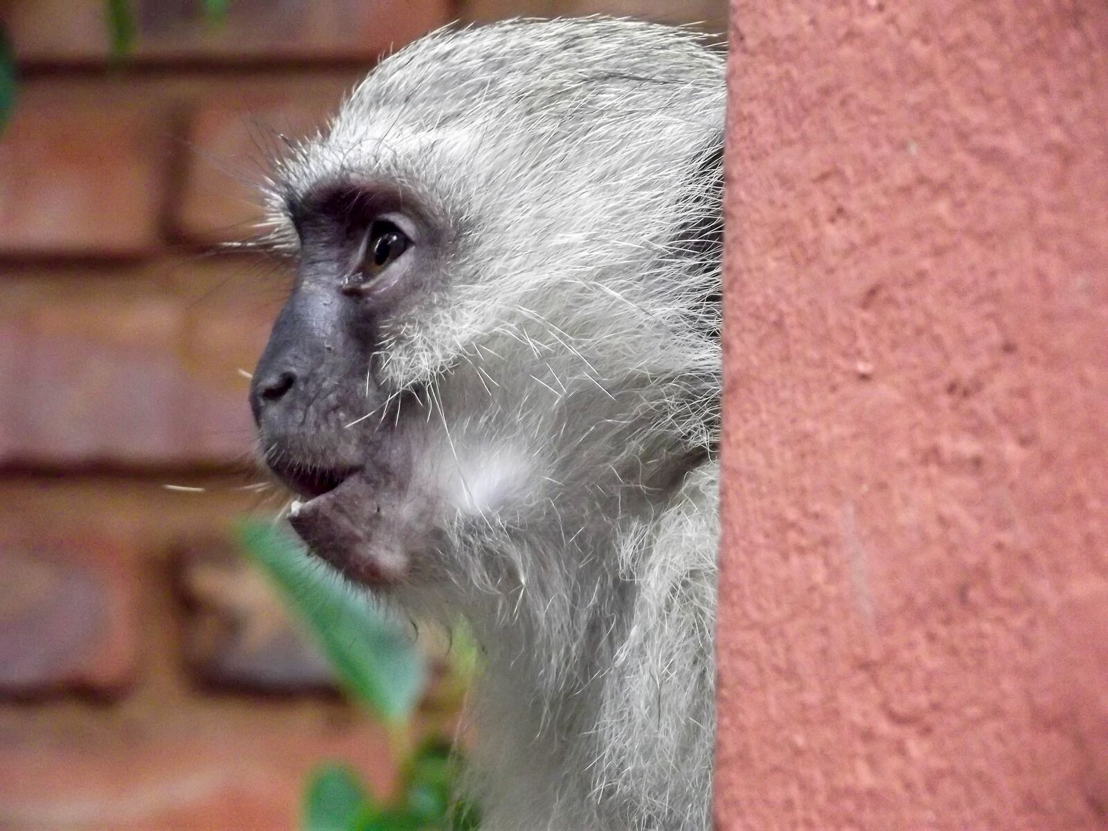 Fujifilm FinePix S2960 sample photo. Vervet monkey, monkey, garden photography