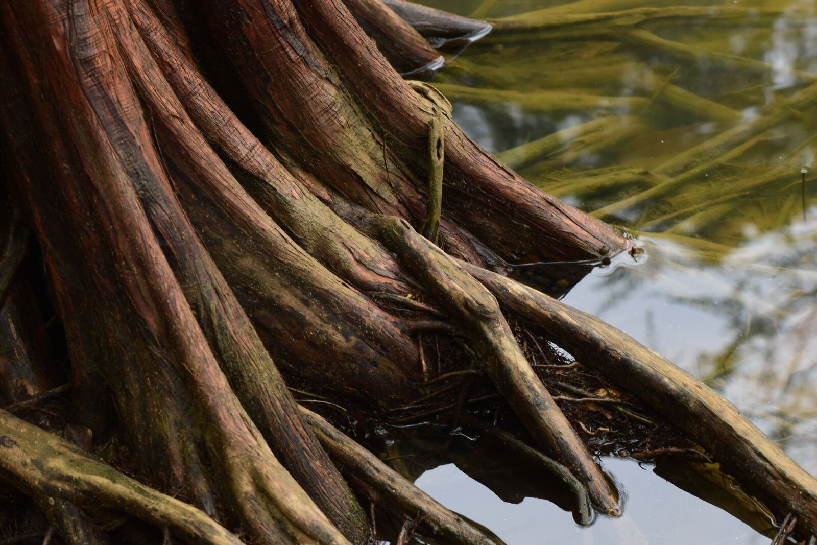 Nikon D5500 sample photo. Jungle, tree roots, tree photography