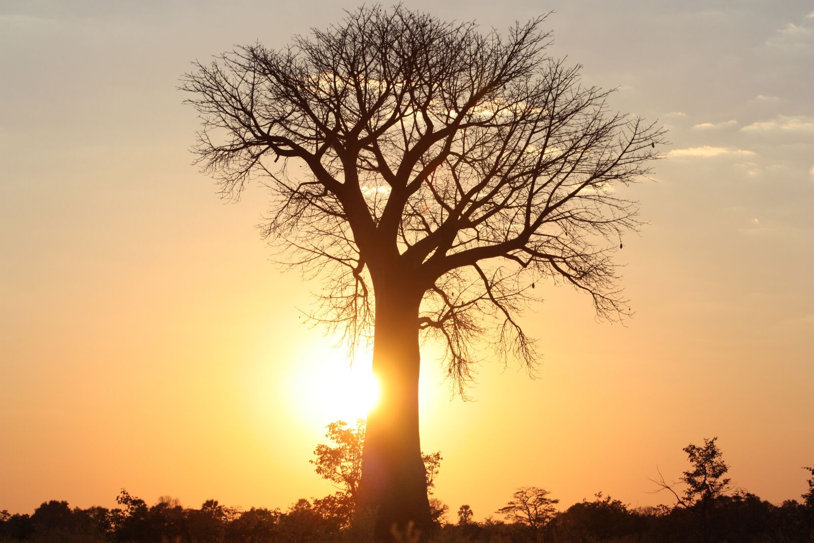 Canon EOS 450D (EOS Rebel XSi / EOS Kiss X2) sample photo. Africa, tree, baobab photography