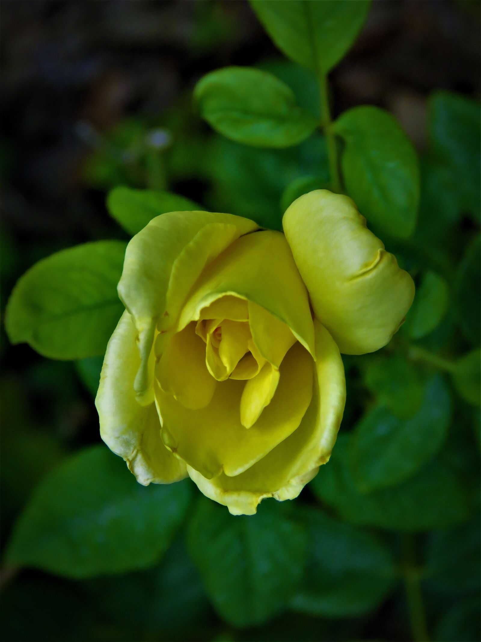 Canon PowerShot SX60 HS sample photo. Flower, yellow, rose photography