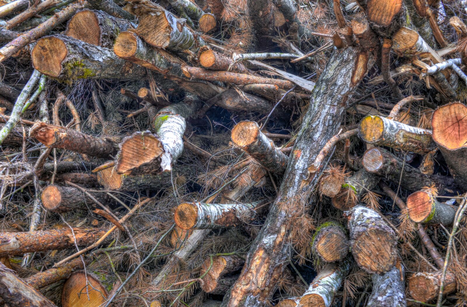 Nikon D610 sample photo. Cut, trunk, wood photography