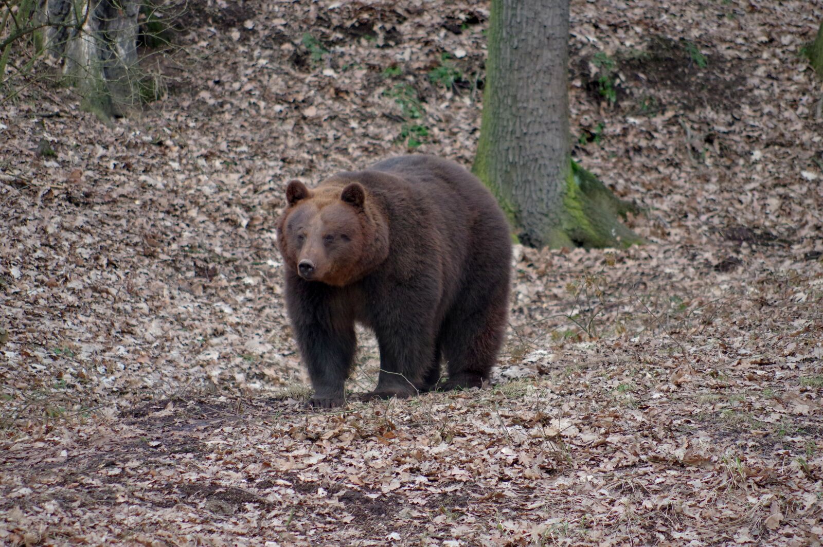Pentax K-3 sample photo. Animal, bear, brown photography