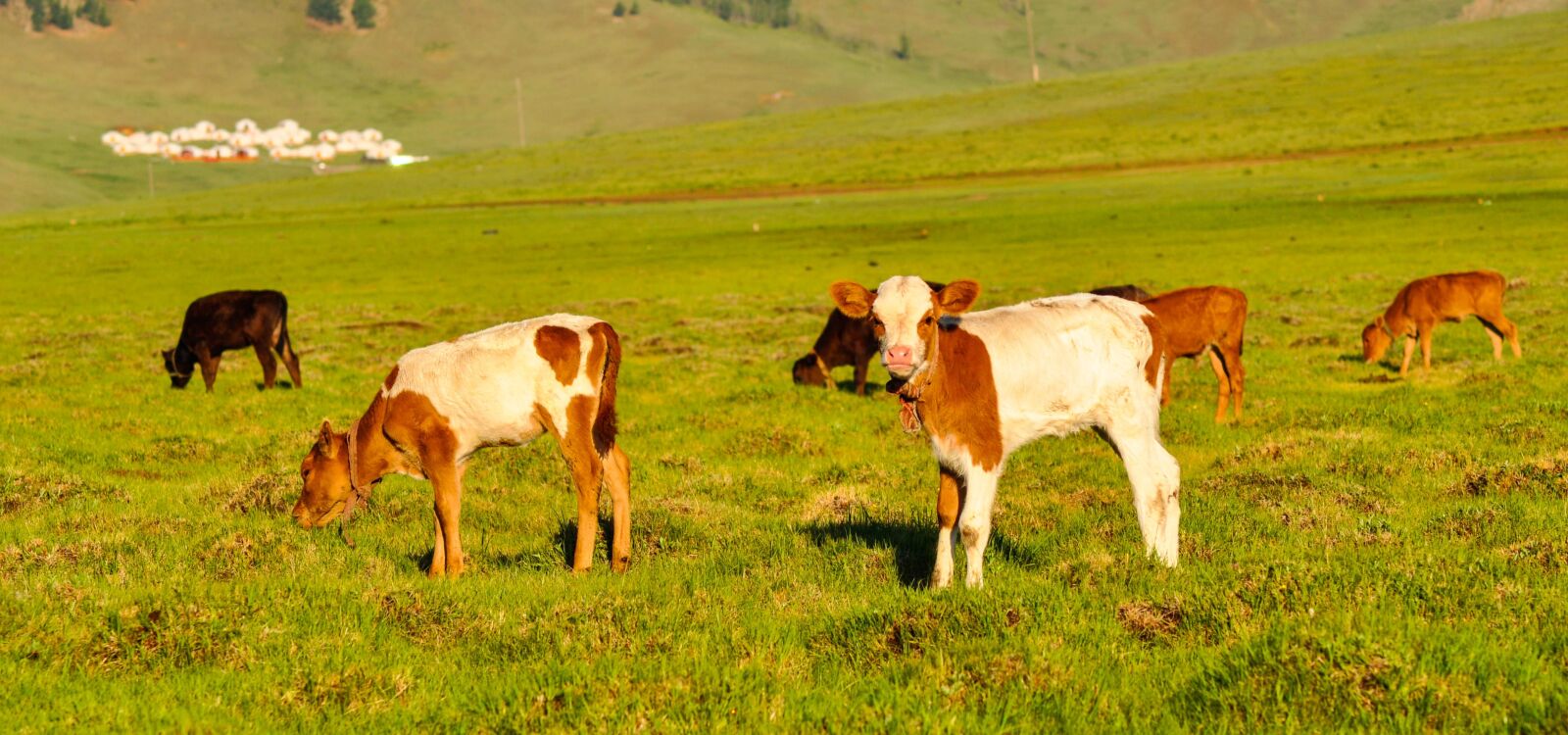 Nikon D90 sample photo. Cattle, calf, calves photography