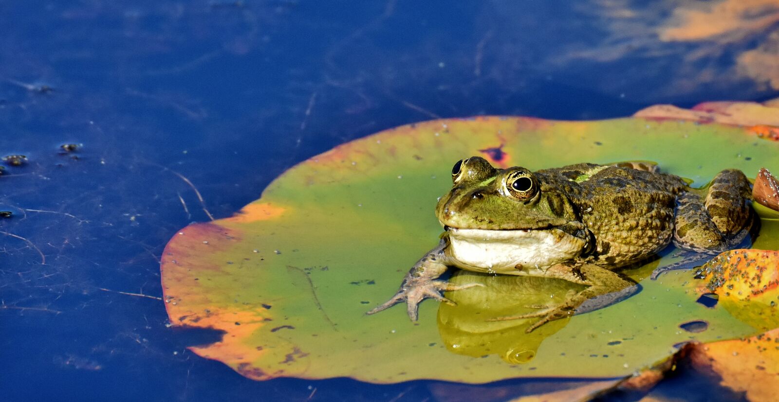 Nikon D7200 sample photo. Frog, pond, animal photography