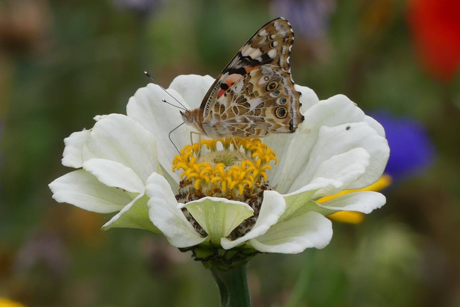 Panasonic Lumix DMC-FZ300 sample photo. Vanessa cardui, butterfly, macro photography