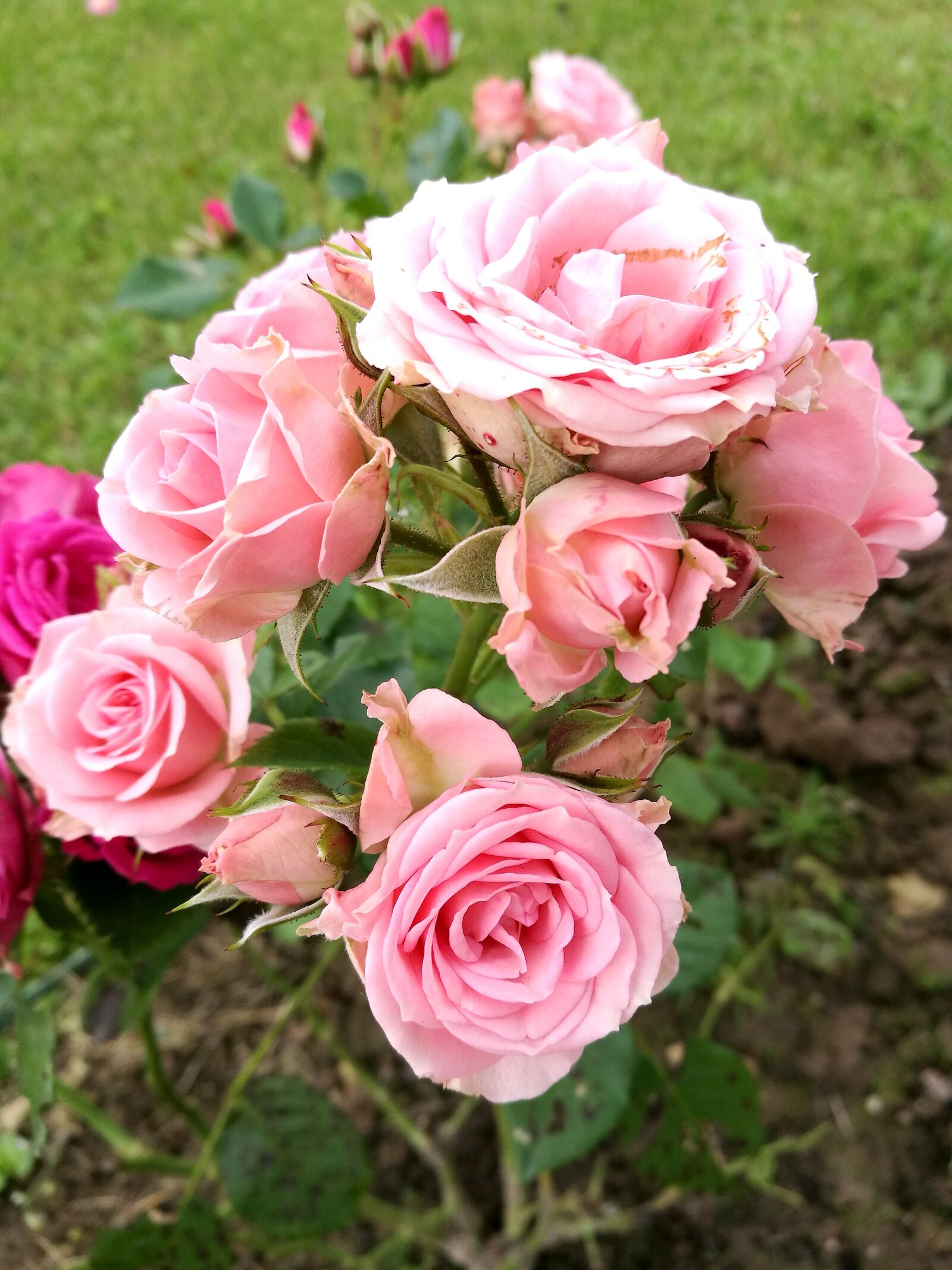 HUAWEI P9 sample photo. Rose, rose bush, leaves photography
