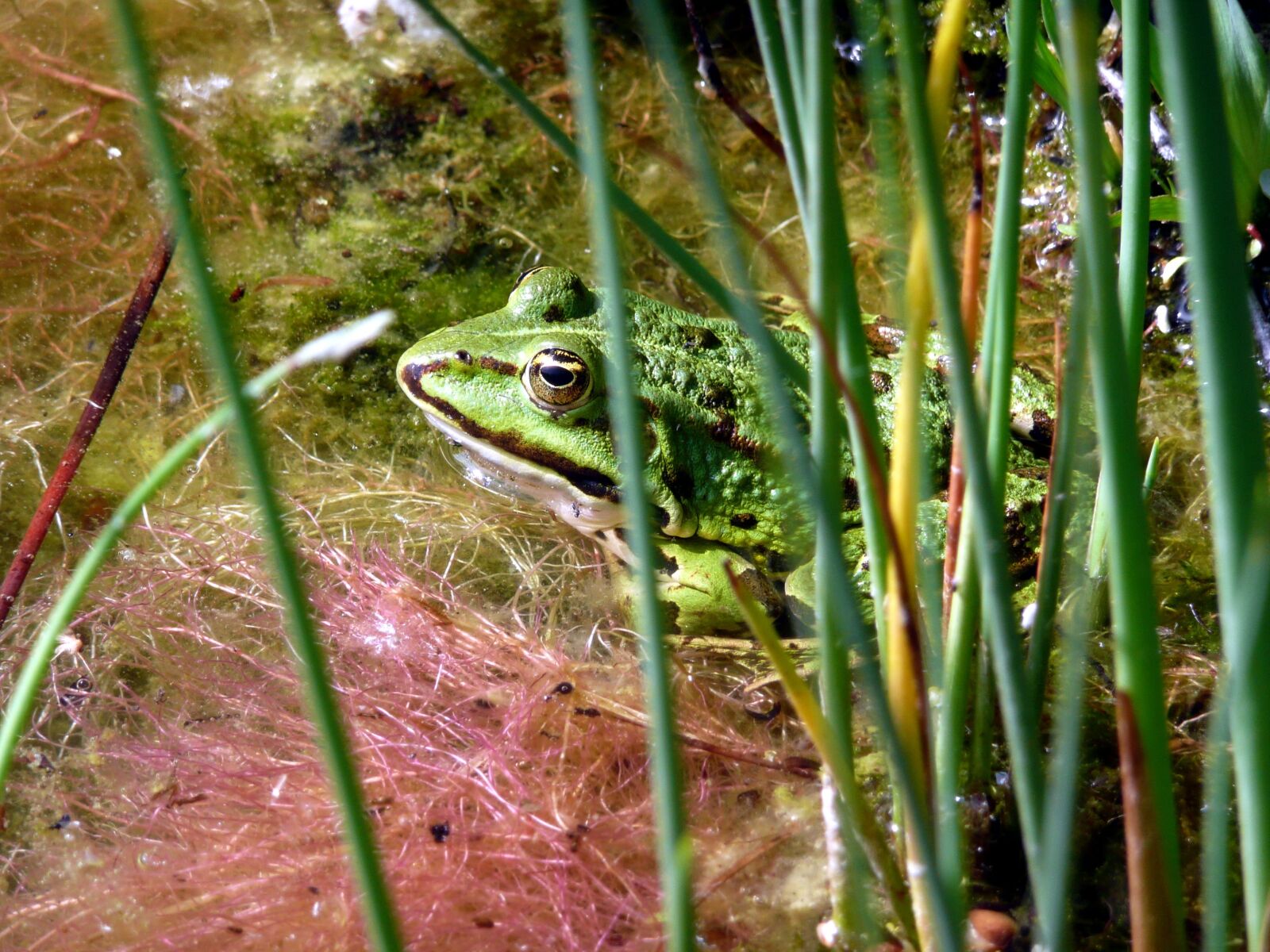 Panasonic DMC-TZ3 sample photo. Nature, animal world, amphibian photography