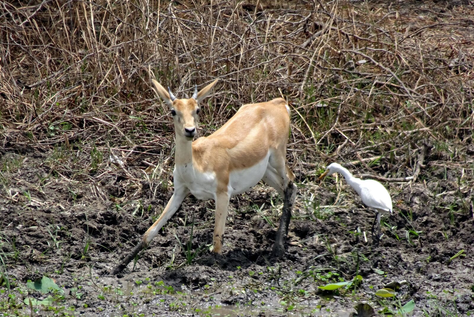 Sony Cyber-shot DSC-HX90V sample photo. Blackbuck, antilope cervicapra, indian photography
