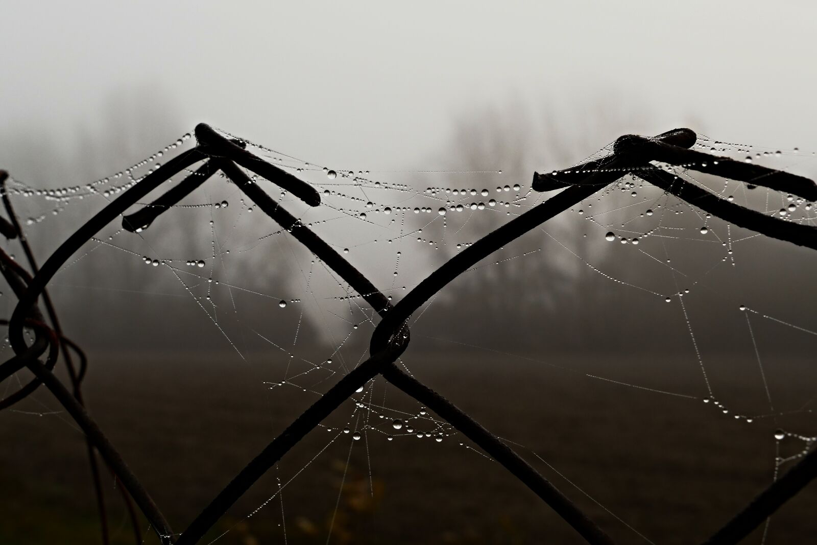 Panasonic Lumix DMC-FZ1000 sample photo. Fence, wire, the fog photography