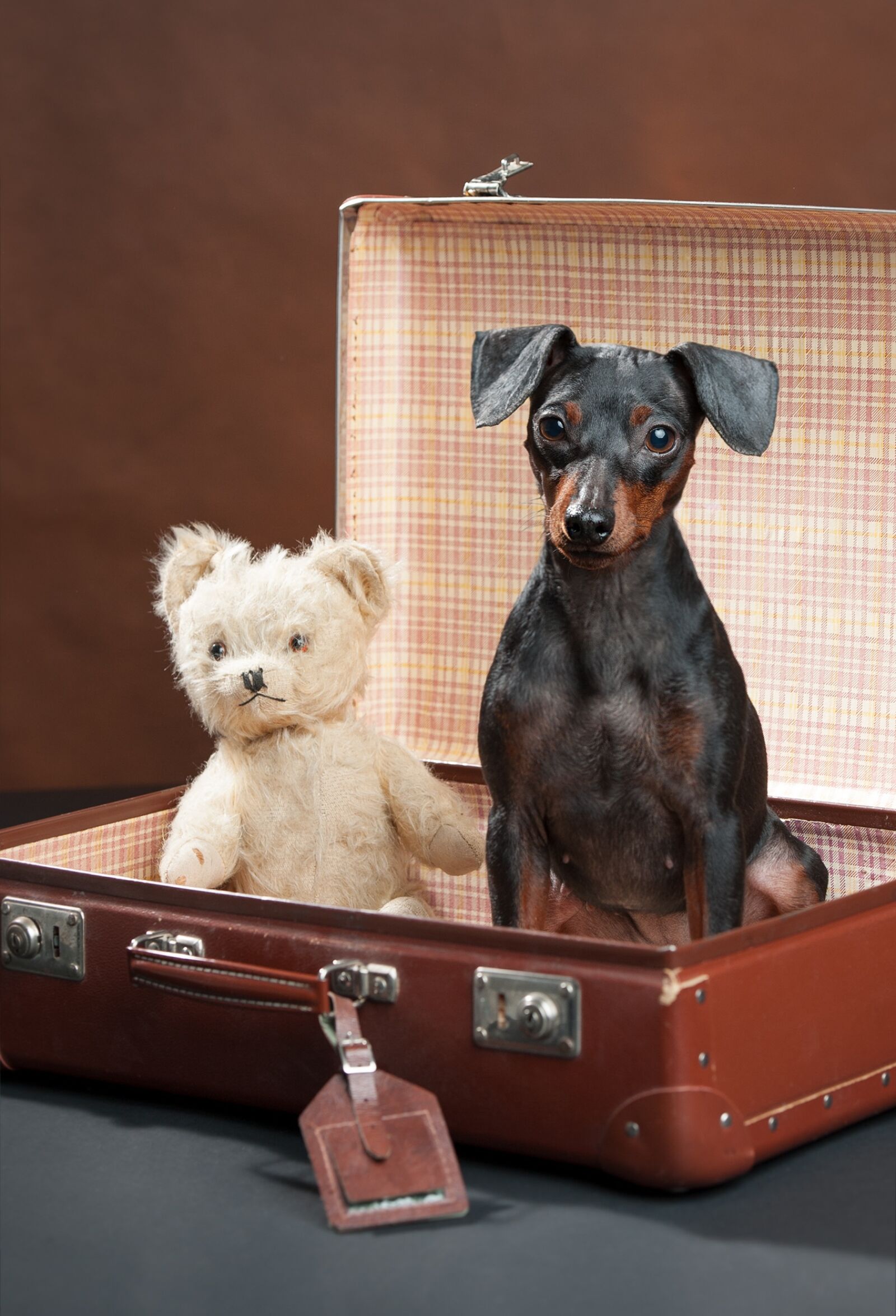 Nikon D3 sample photo. Dog, bear, teddy photography