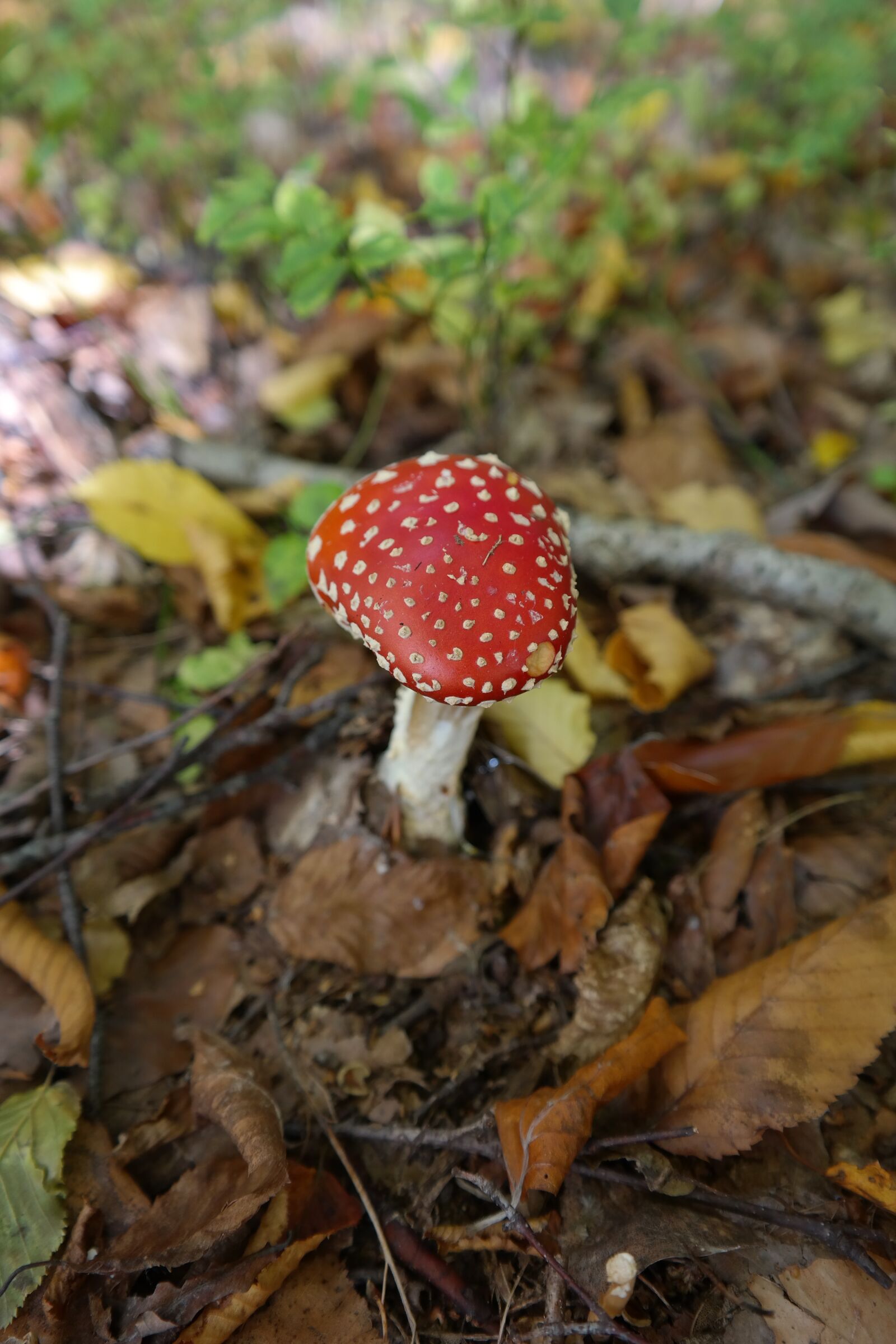 Samsung NX300 sample photo. Fly agaric, mushroom, toxic photography