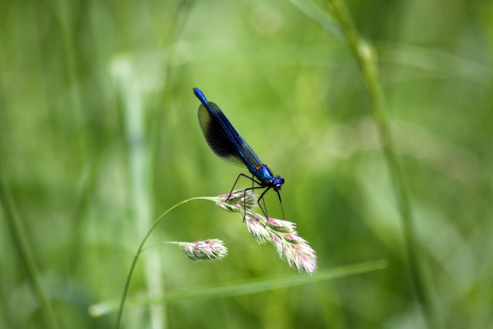 Canon EOS 7D sample photo. Dragonfly, insect, insects photography