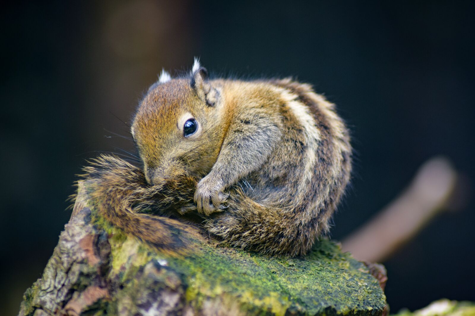 Nikon D5300 sample photo. Chipmunk, is, forest photography