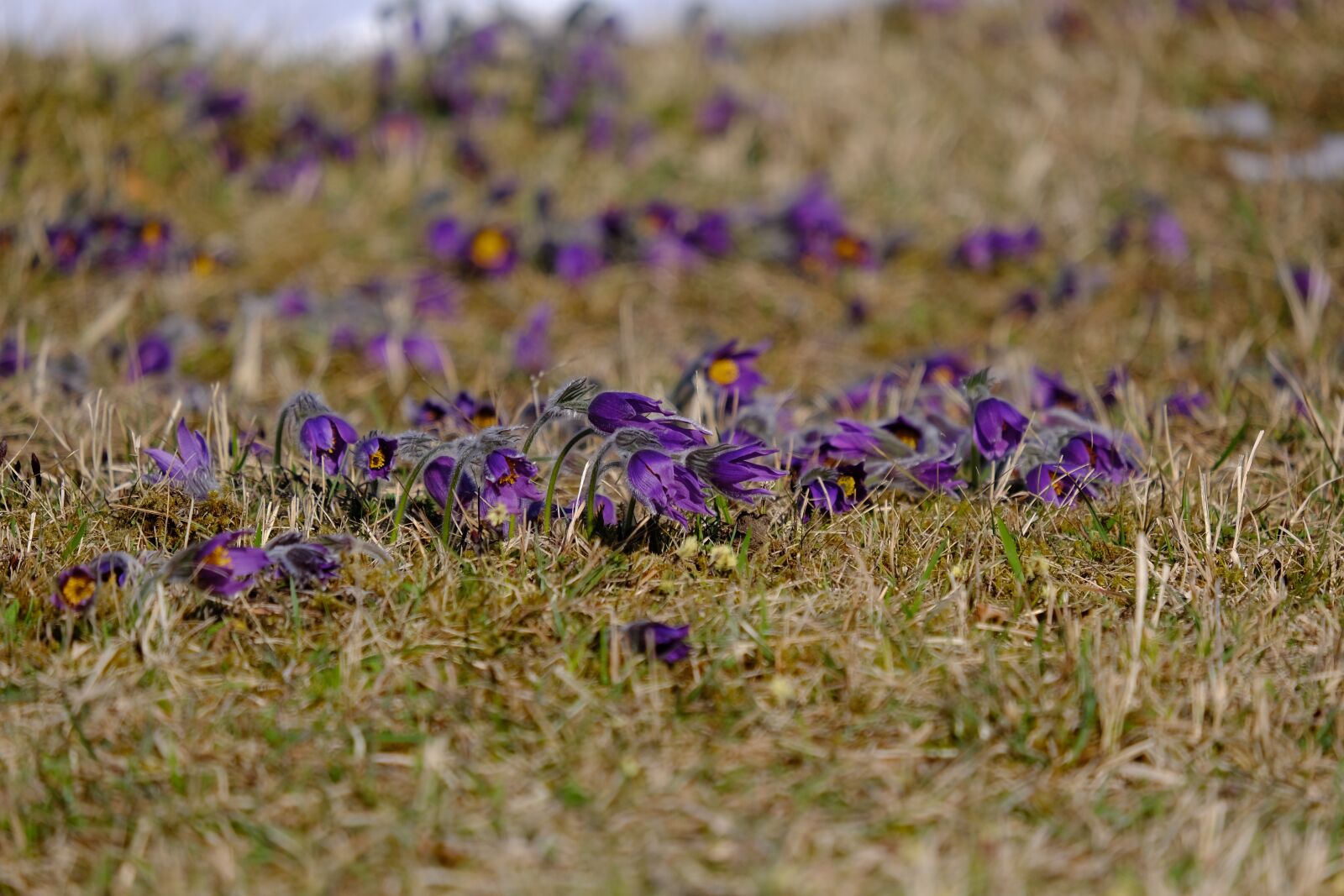 Fujifilm XF 55-200mm F3.5-4.8 R LM OIS sample photo. Pasque flower, flower, blossom photography