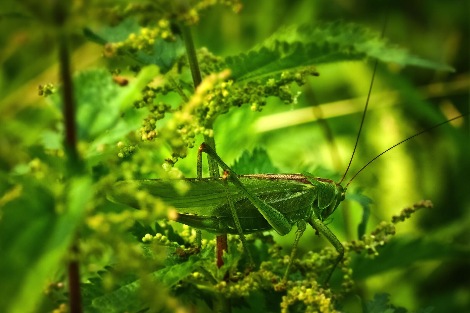 Olympus OM-D E-M10 sample photo. Animal, grasshopper, insect photography