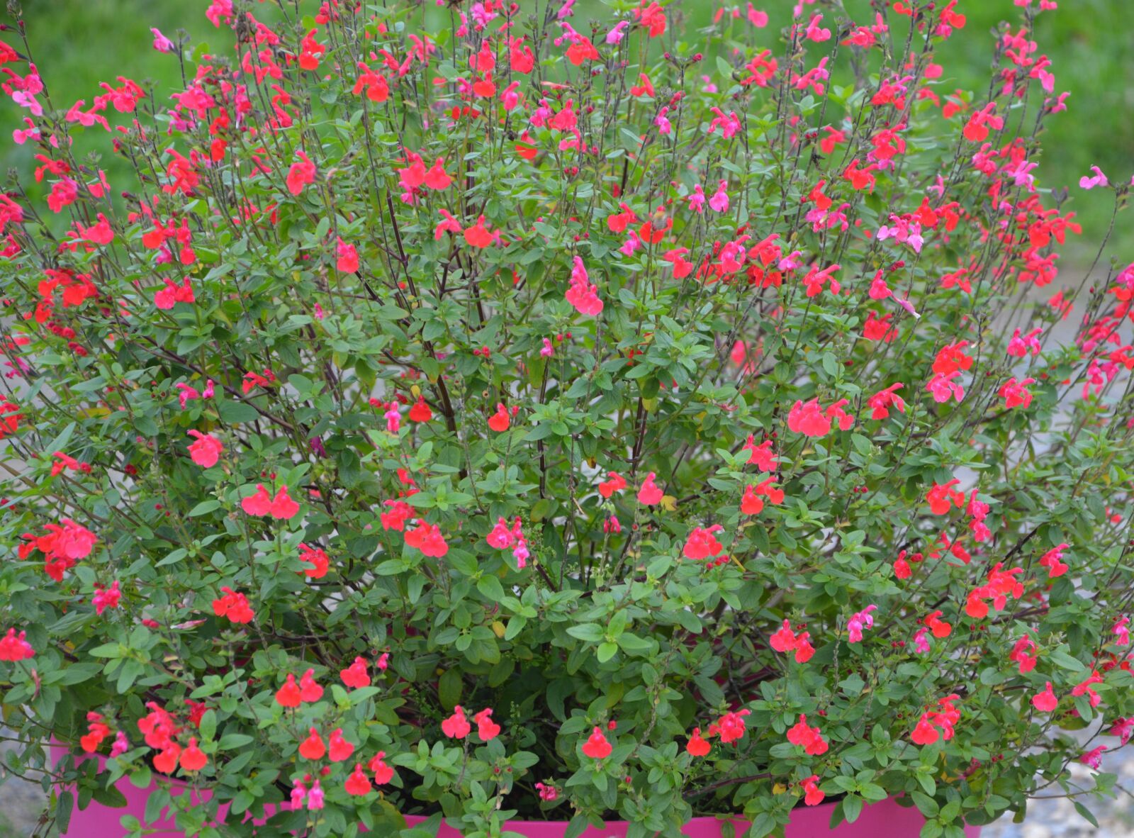 Nikon D5200 sample photo. Flower, sage, plant photography