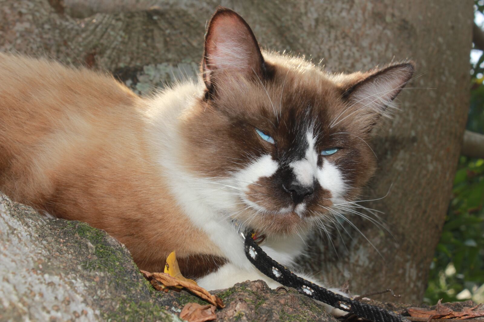 Canon EOS 550D (EOS Rebel T2i / EOS Kiss X4) sample photo. Cat, sleeping, tree photography