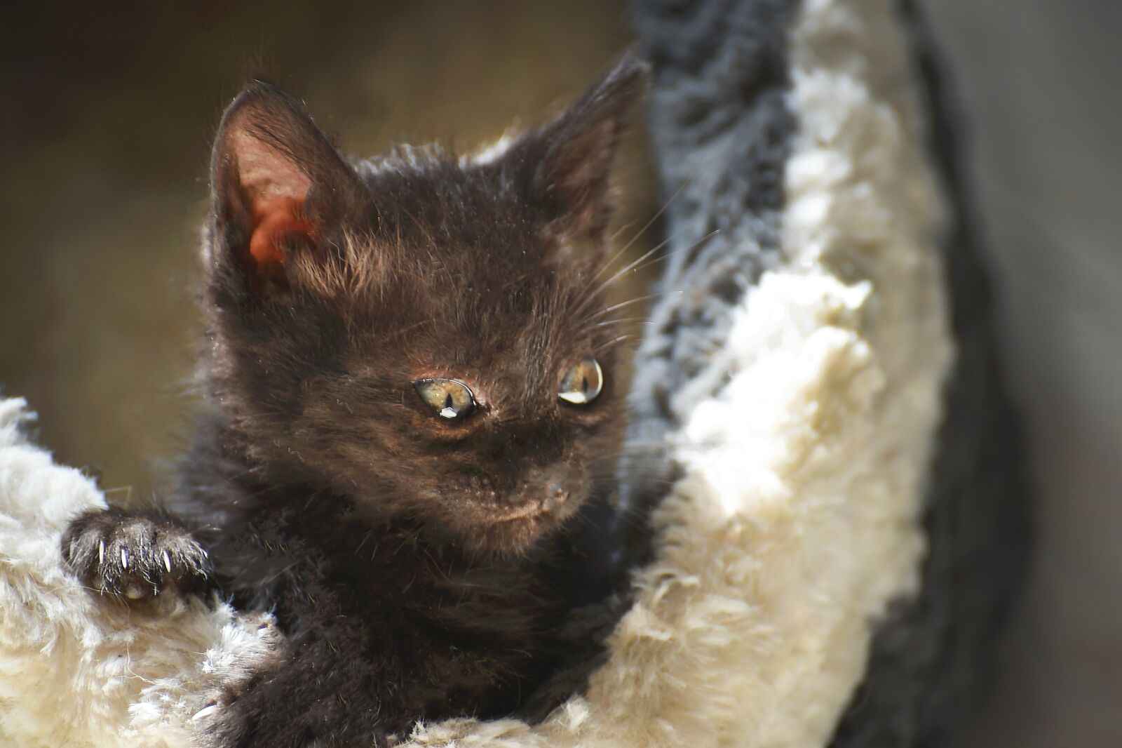 Nikon D750 sample photo. Cat, cute, portrait photography