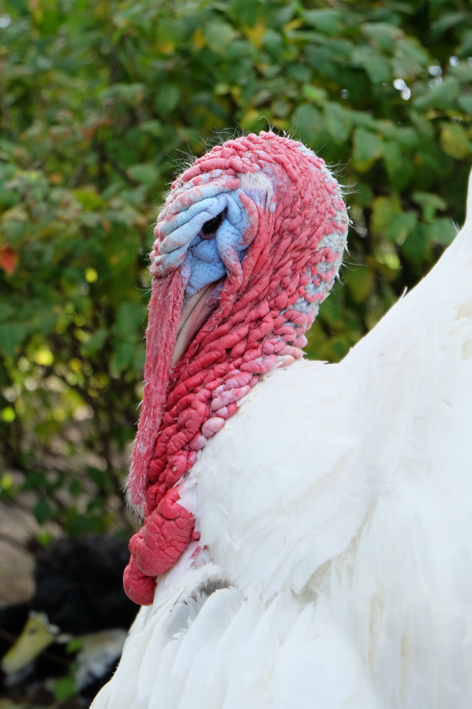 Fujifilm X-M1 sample photo. Turkey, bird, poultry photography