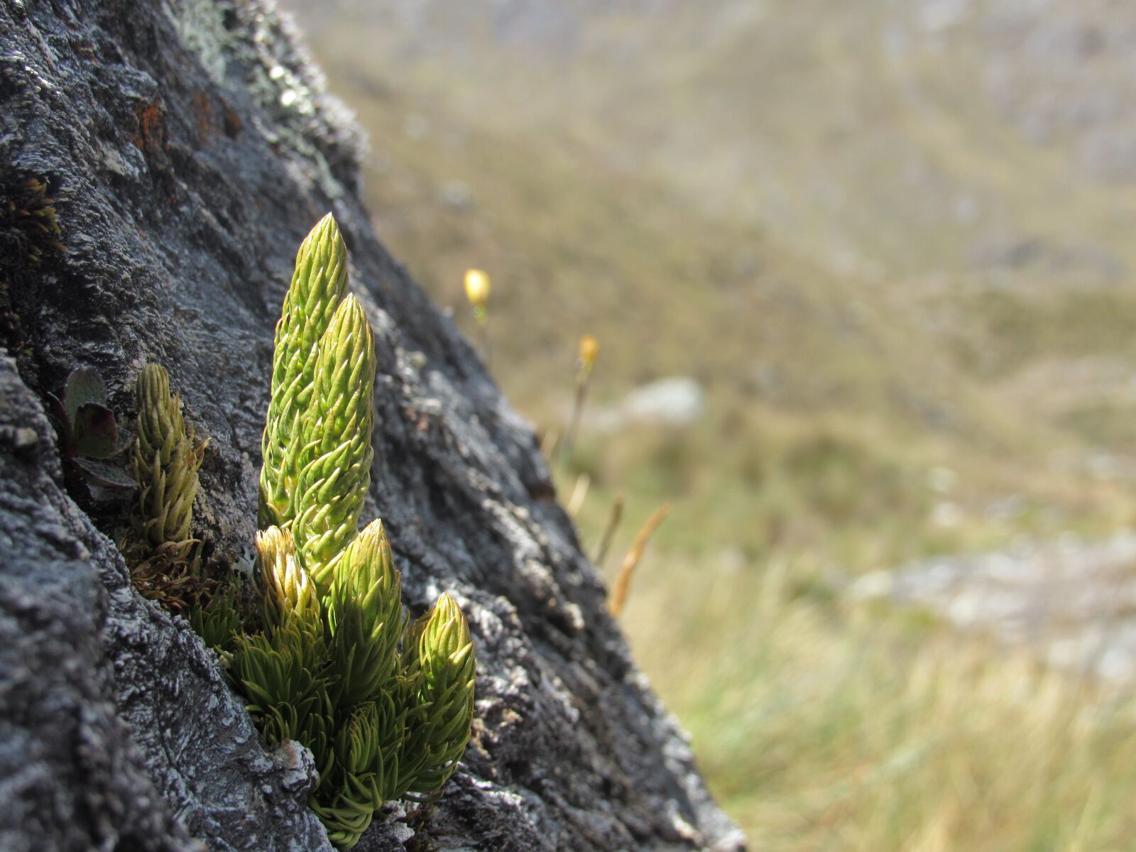 Canon PowerShot SX530 HS sample photo. Andes, plant, mountain photography