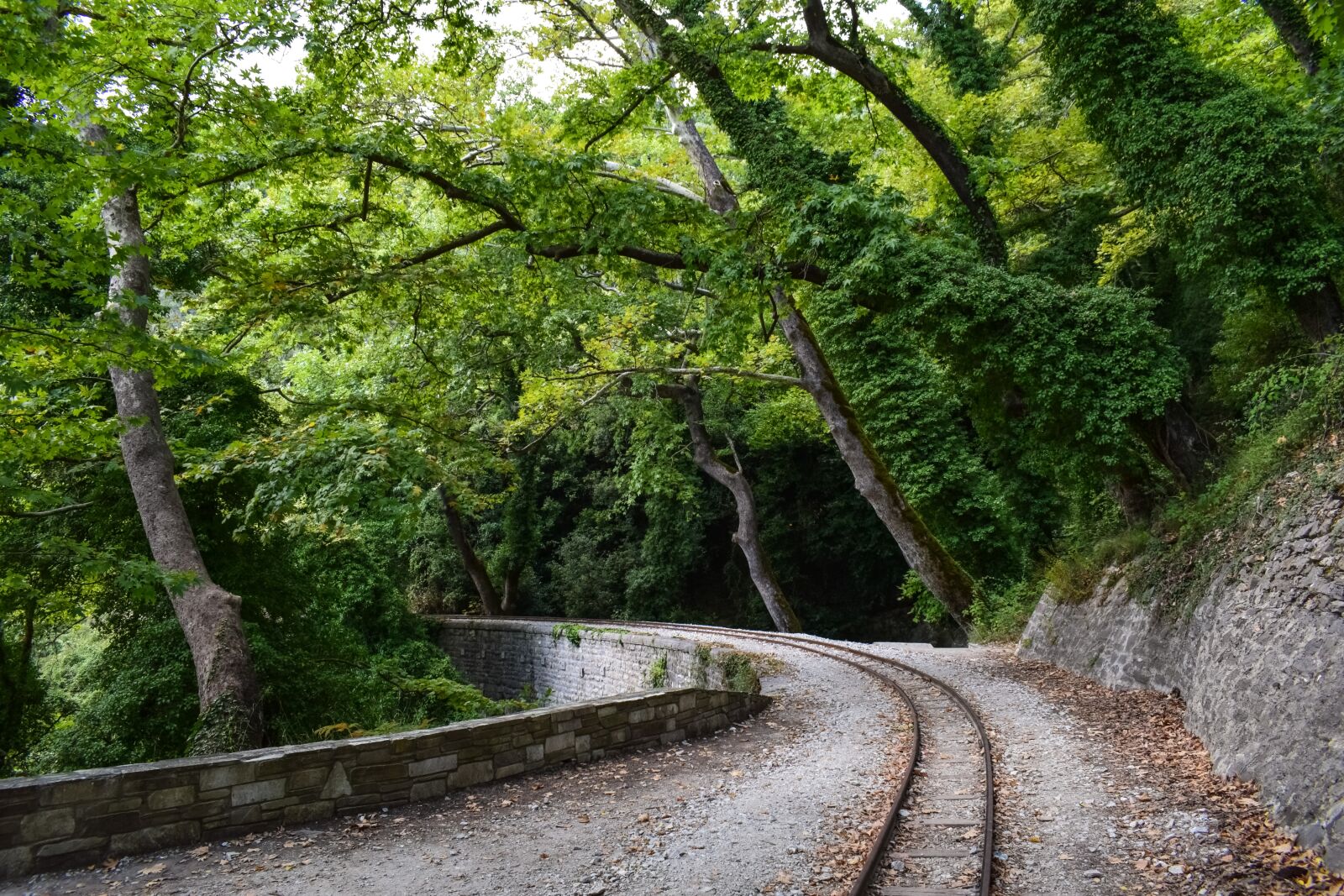 Nikon D3300 sample photo. Rails, bridge, trees photography