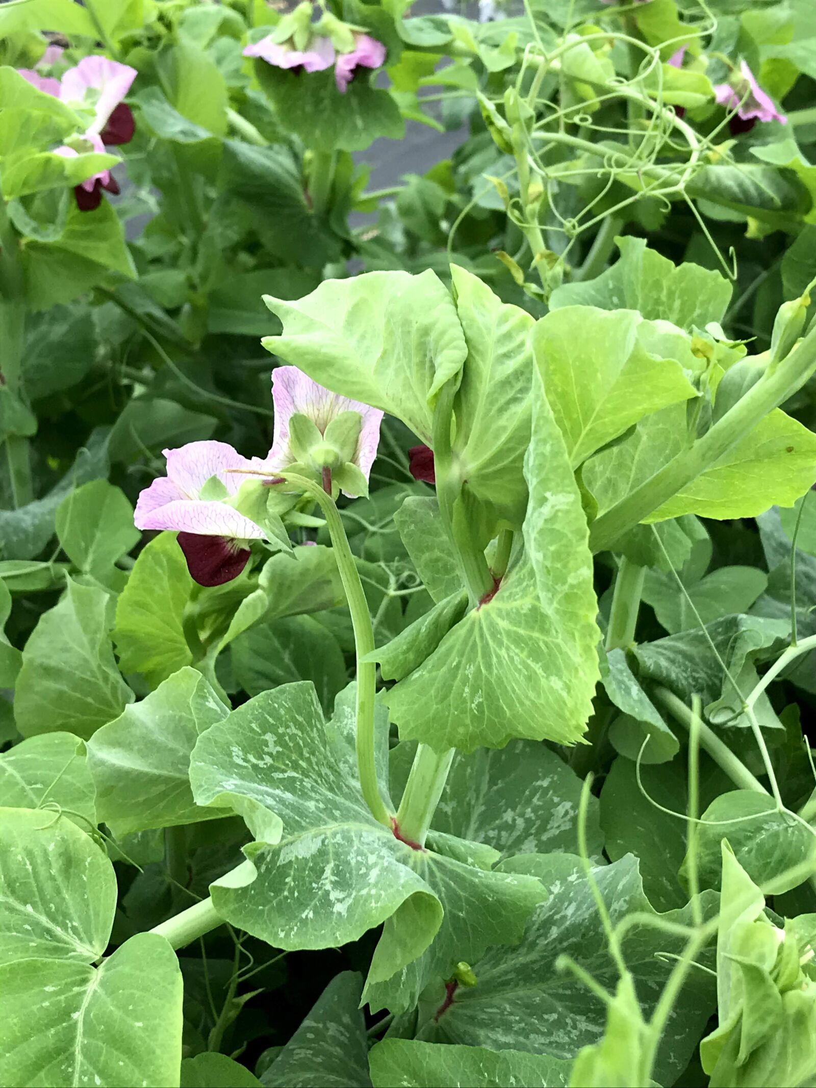 iPhone 7 back camera 3.99mm f/1.8 sample photo. Snow pea, organic gardening photography