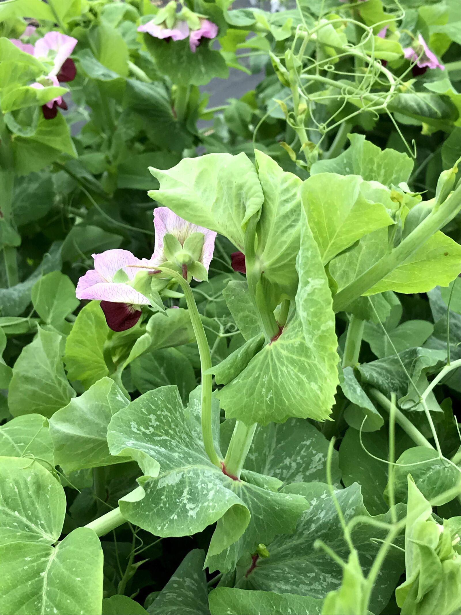 Apple iPhone 7 sample photo. Snow pea, organic gardening photography