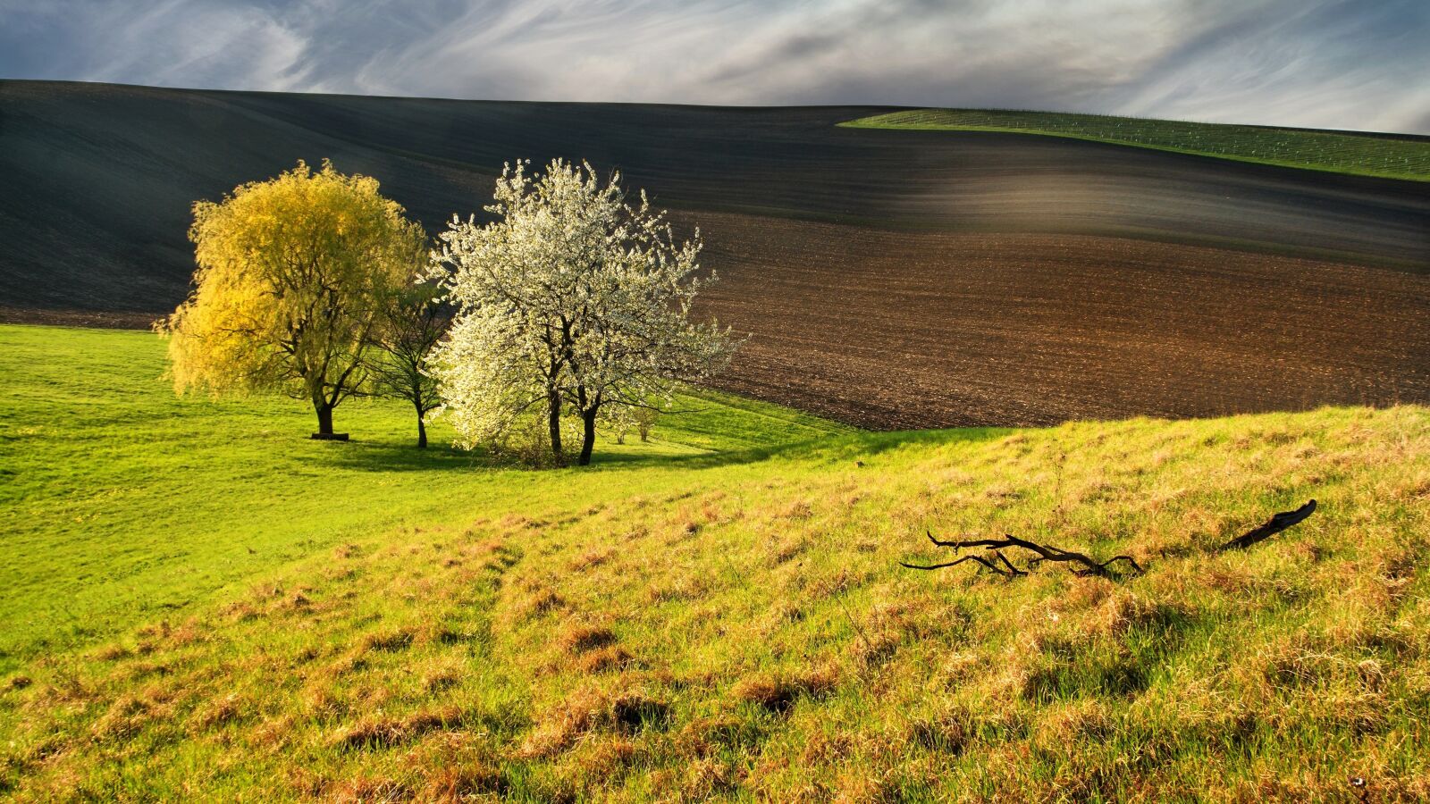 Sony ILCA-77M2 sample photo. Spring, green, trees photography