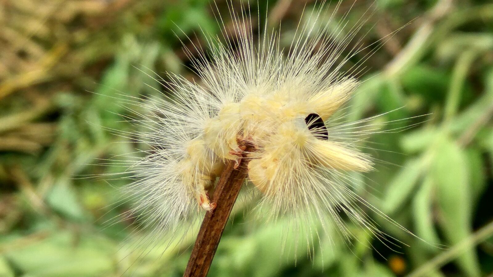 Xiaomi Redmi Note3 sample photo. Macro, caterpillars, insect photography