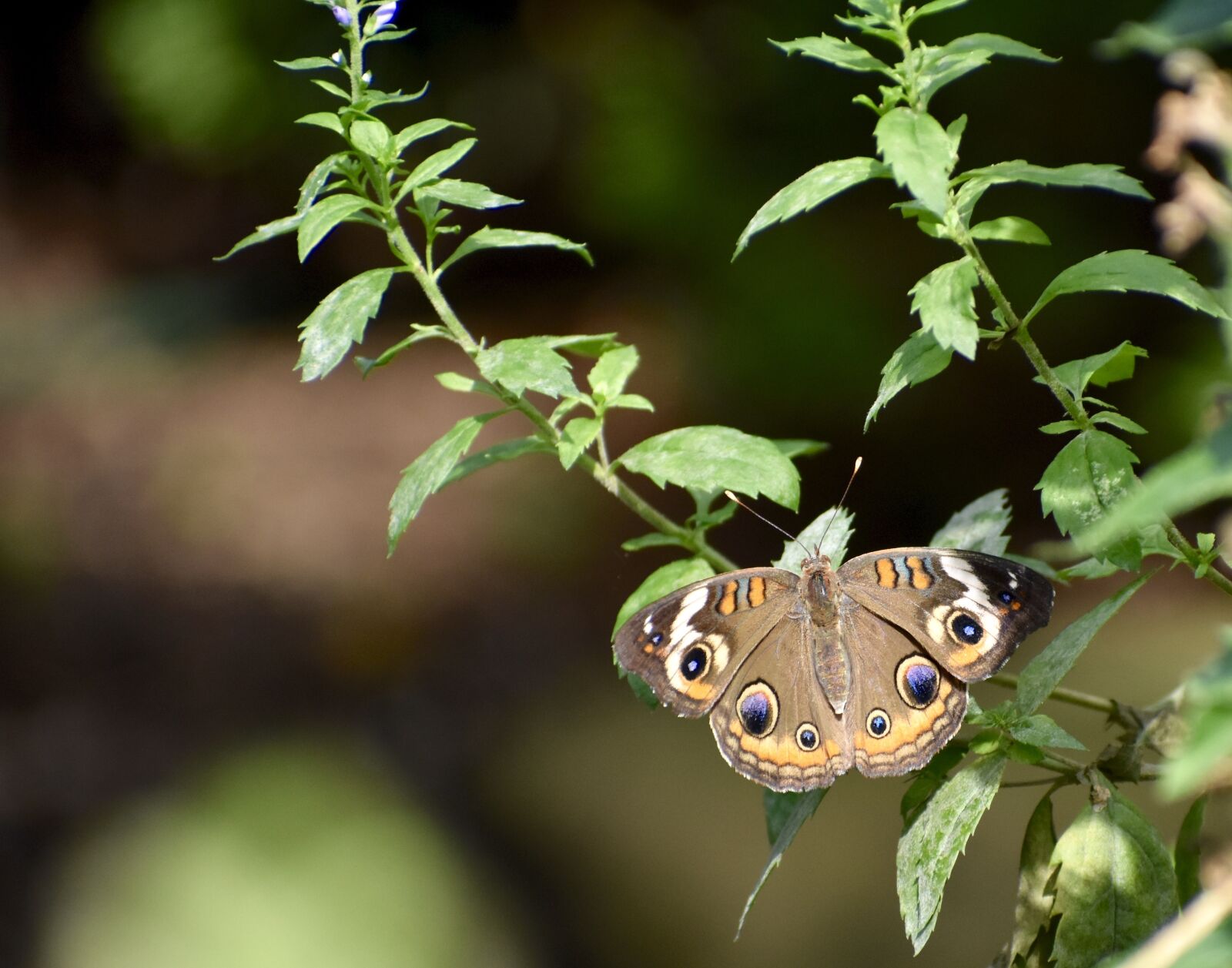 Nikon D3400 sample photo. Moth, flower, plant photography