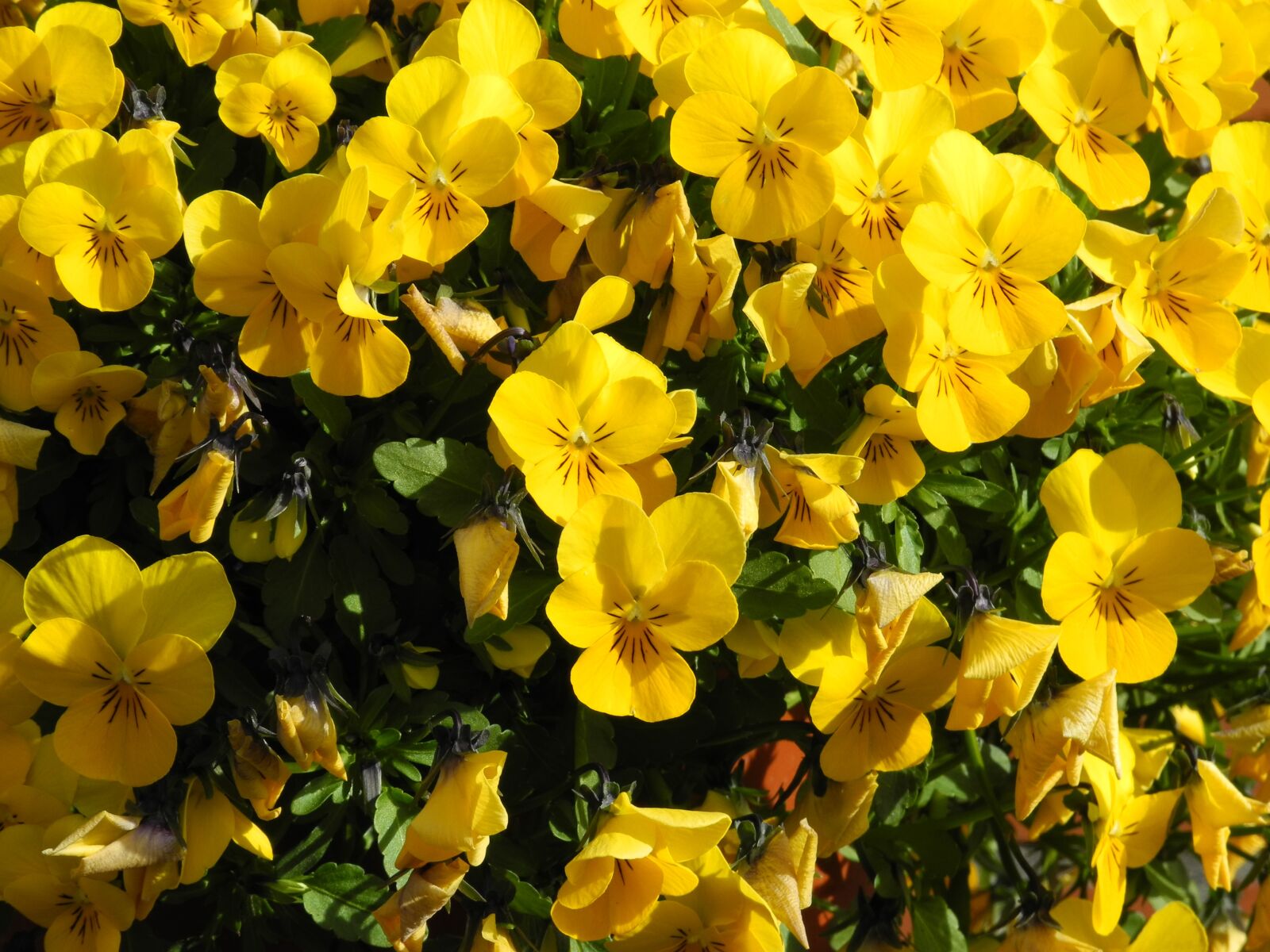 Nikon Coolpix P7000 sample photo. Flowers, flower, yellow photography