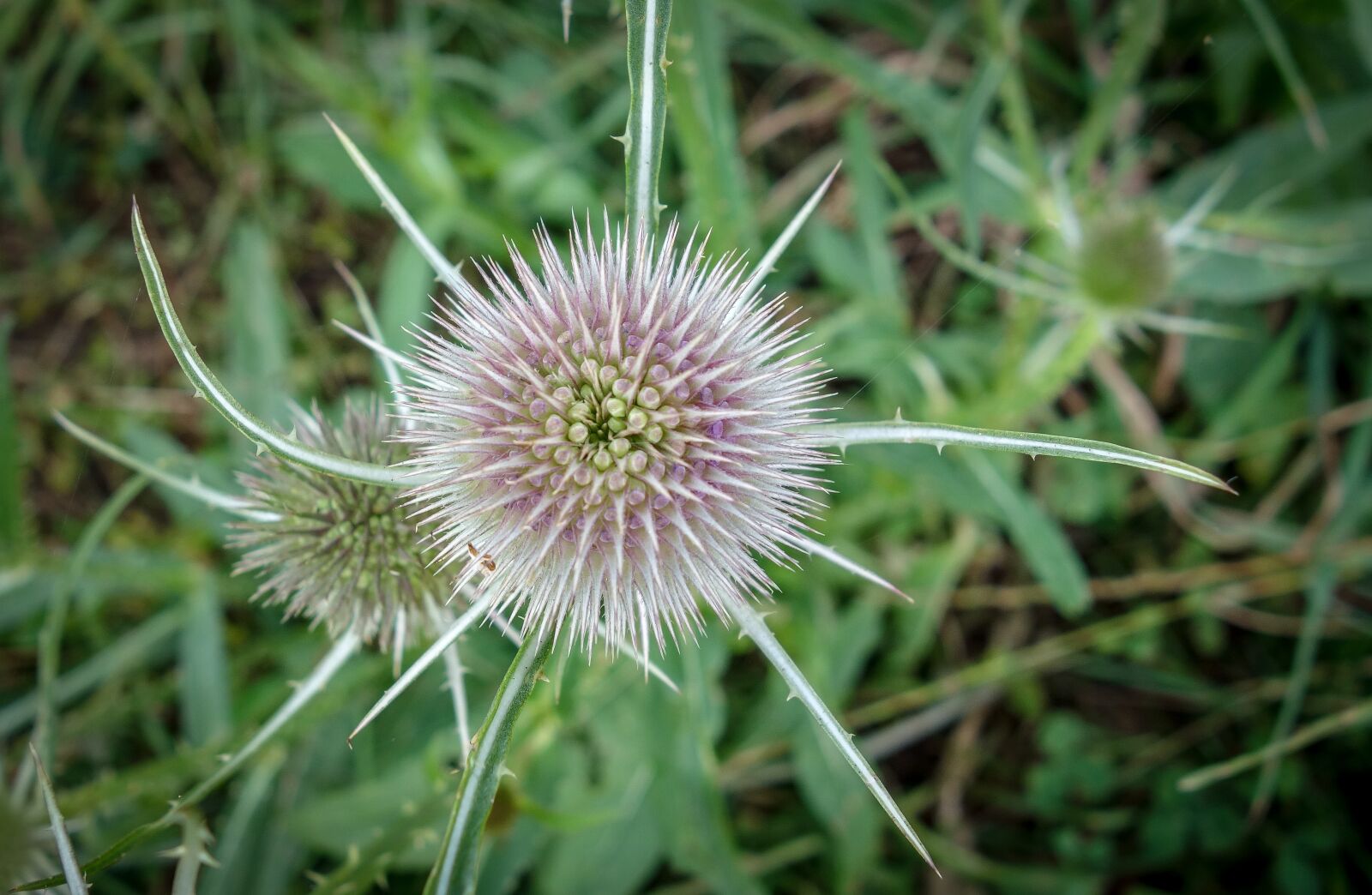 Sony Cyber-shot DSC-RX100 sample photo. Thistle, meadow, macro photography