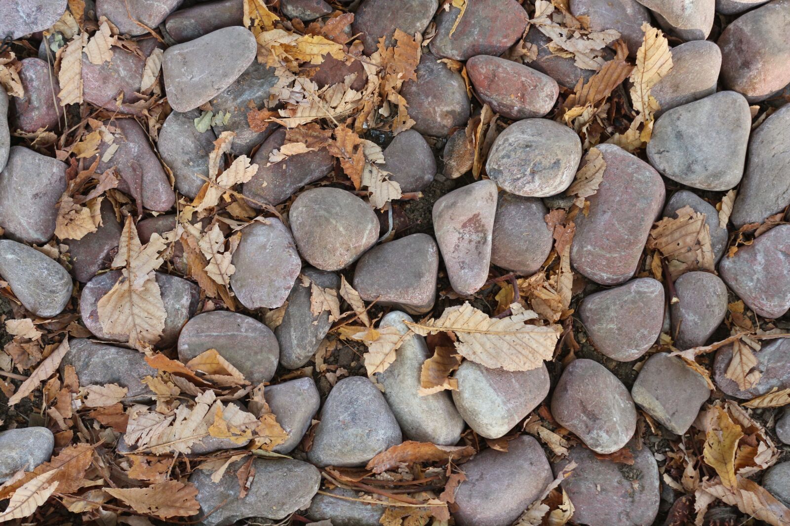 Canon EOS 650D (EOS Rebel T4i / EOS Kiss X6i) sample photo. Ode, leaves, autumn photography