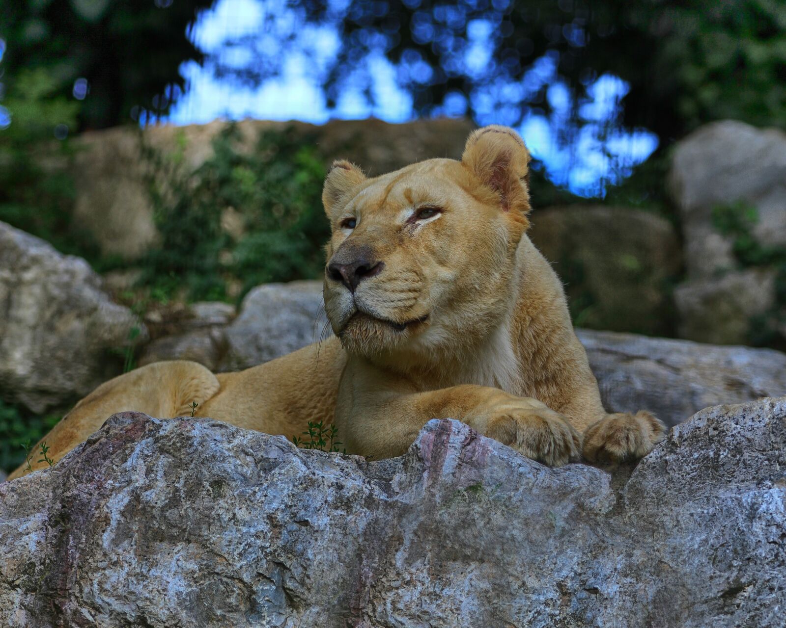 Canon EOS 7D sample photo. Lion, lioness, africa photography