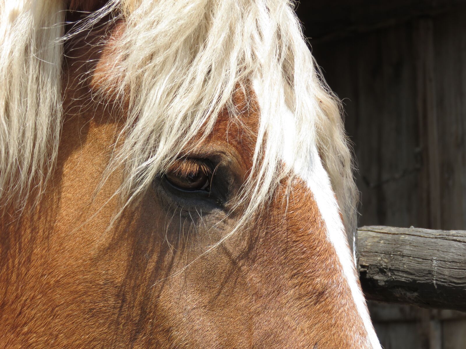 Canon PowerShot SX60 HS sample photo. Horse, eye, mammal photography
