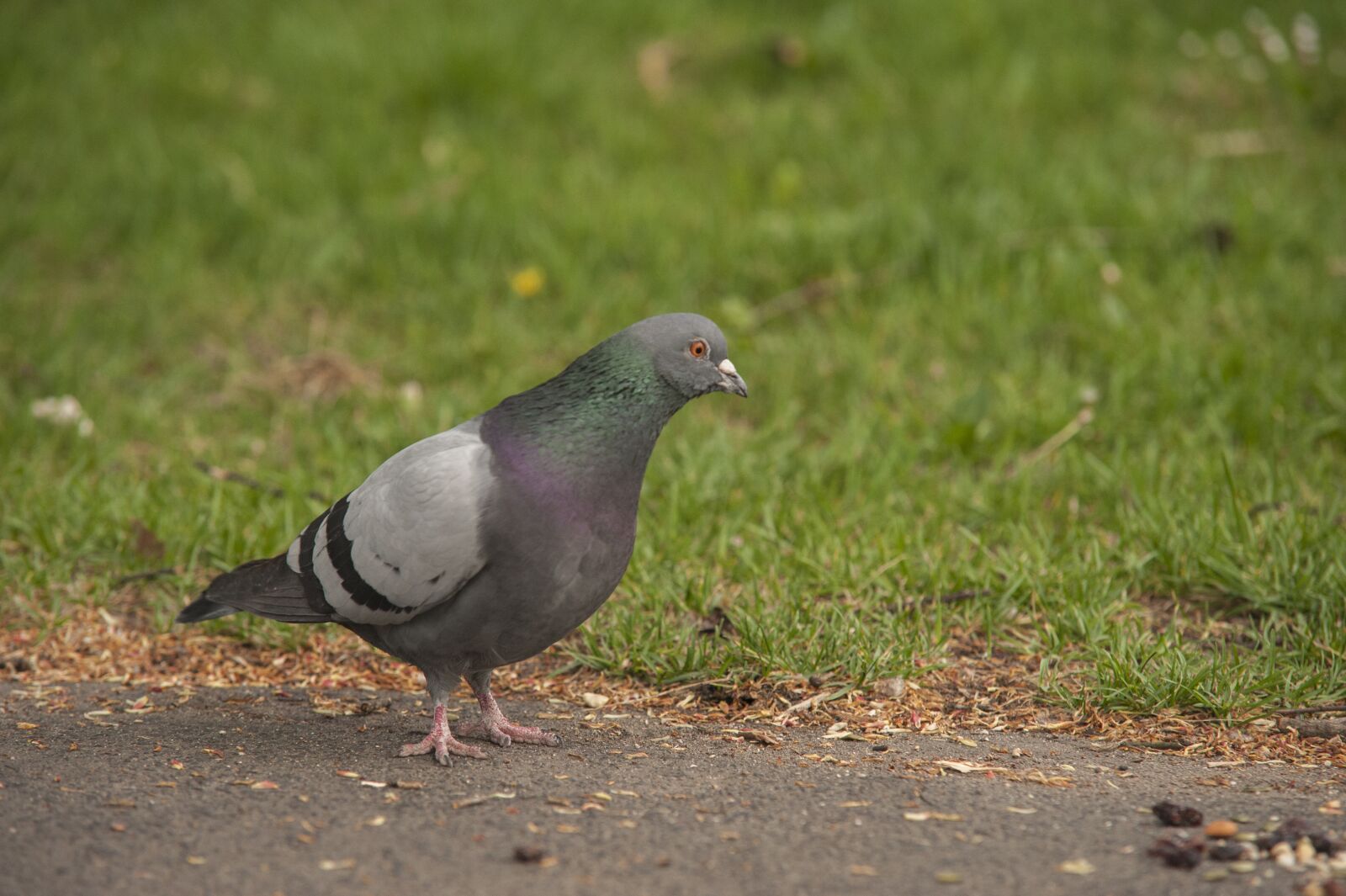 Nikon D700 sample photo. Pigeon, park, birds photography