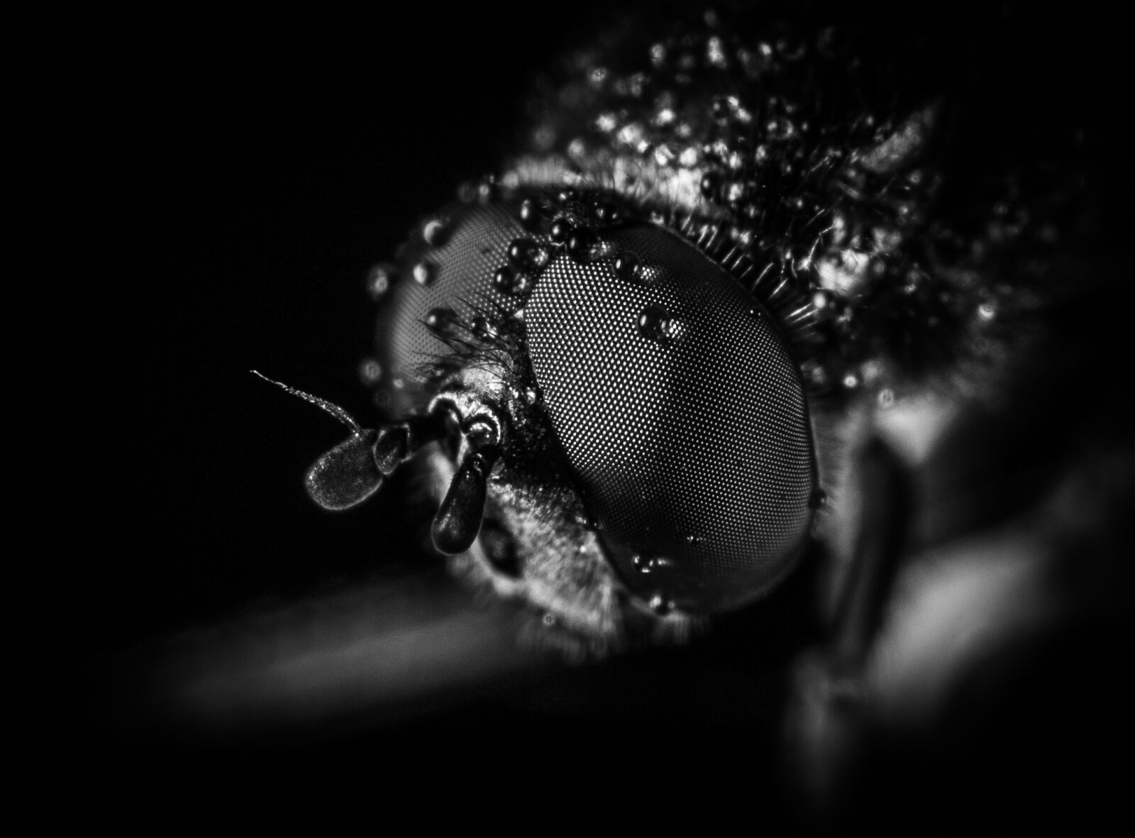 #124 65/2.8 sample photo. Macro, fly, eyes photography